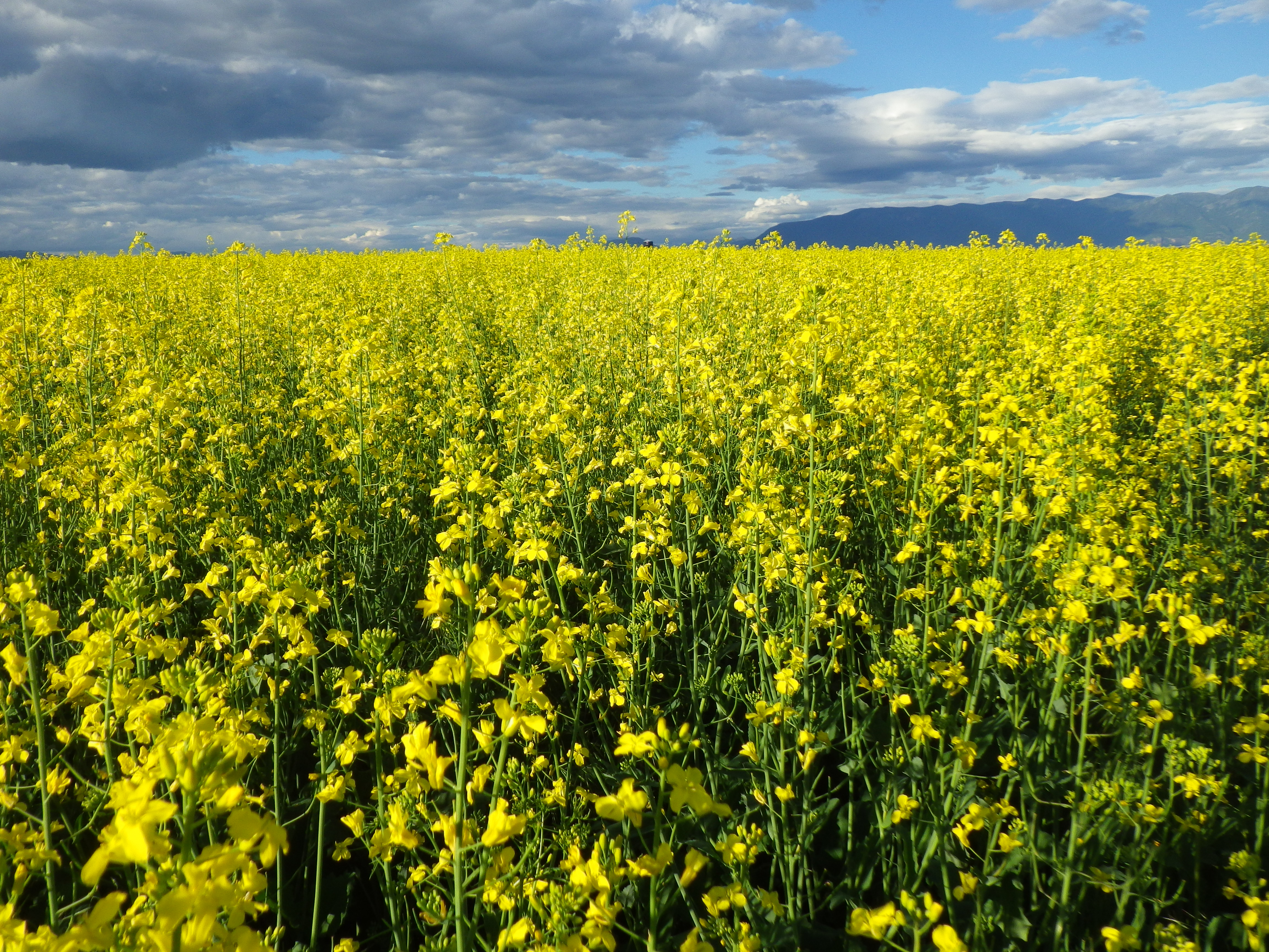 Brassica rapa (7490648454)