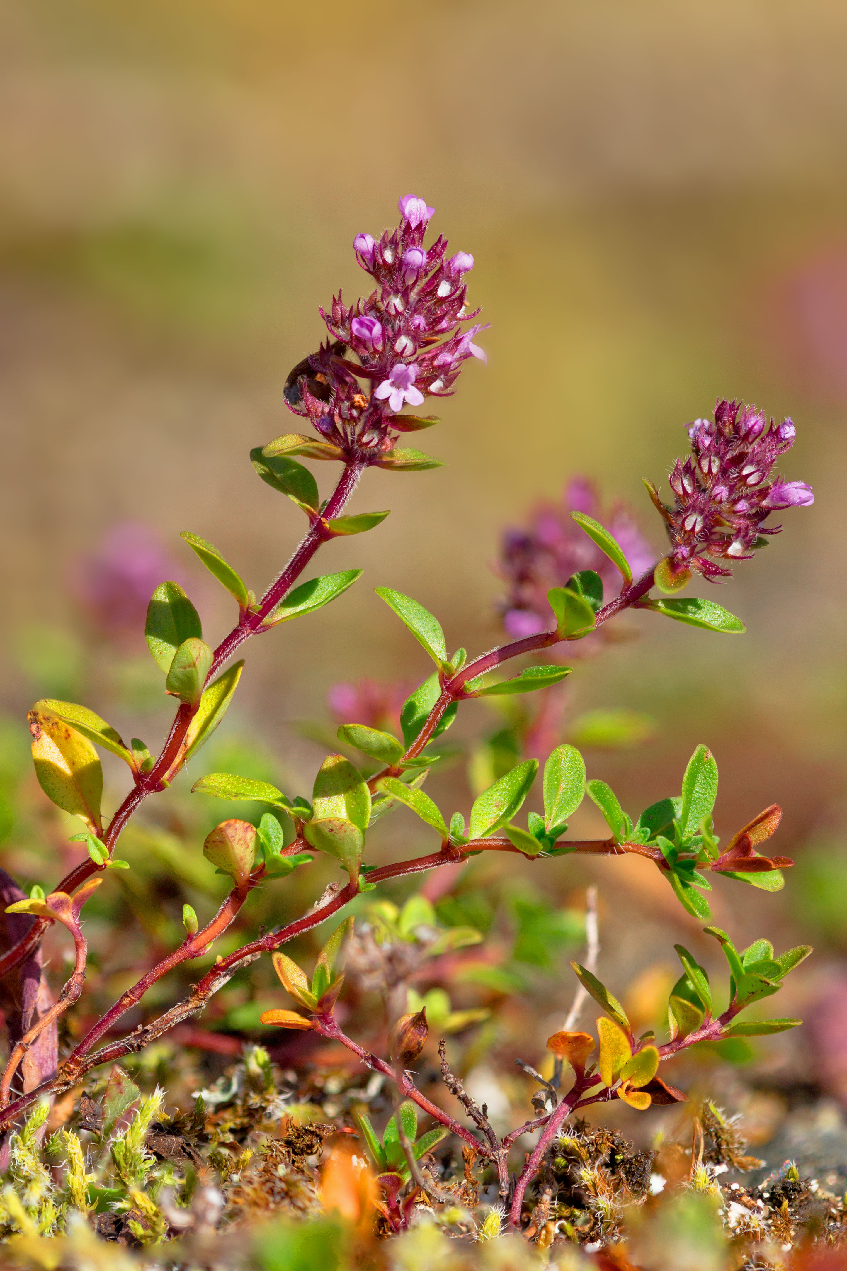 Breitblättrige Thymian (Thymus pulegioides)-1