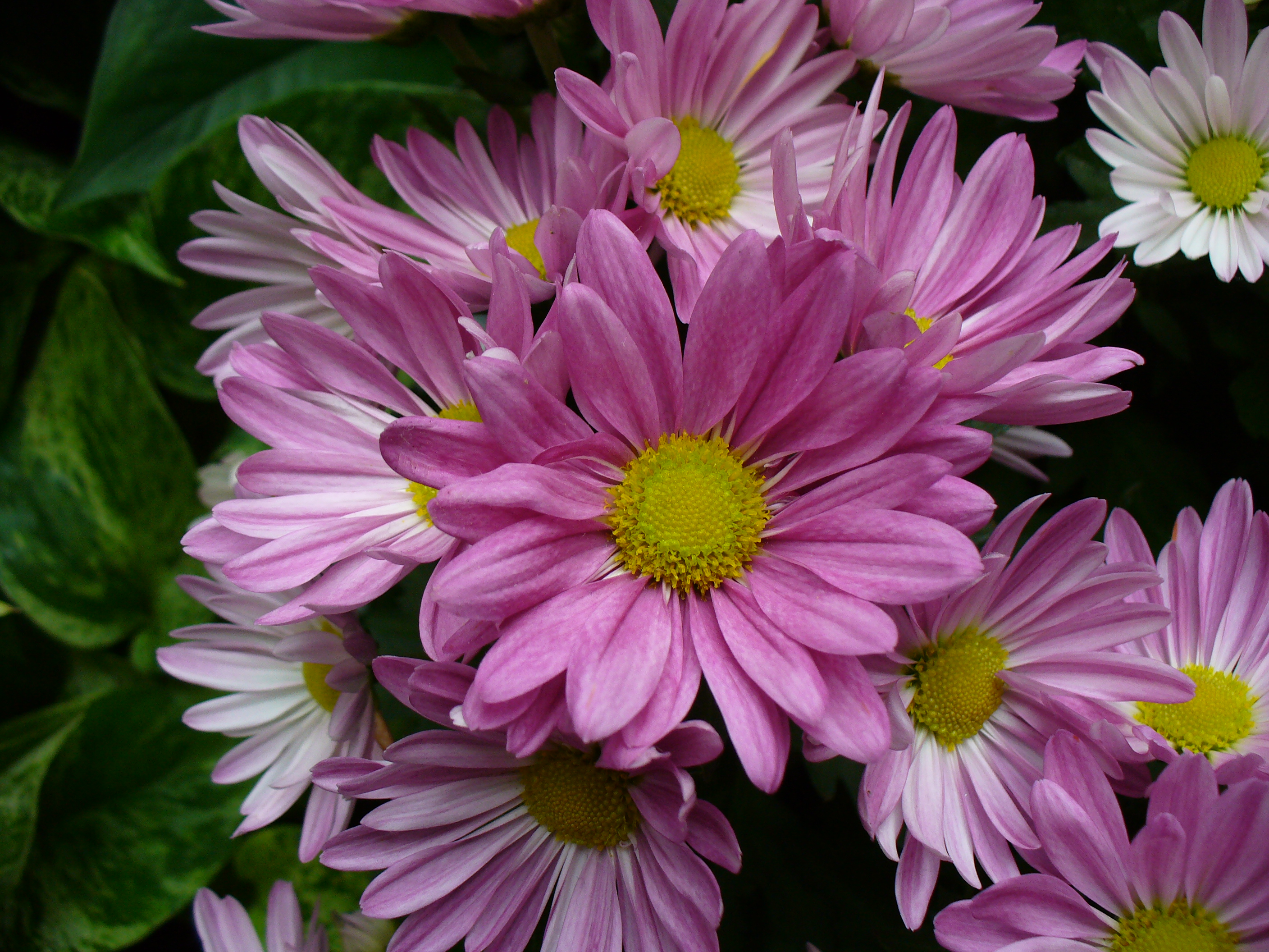 Brightflowers
