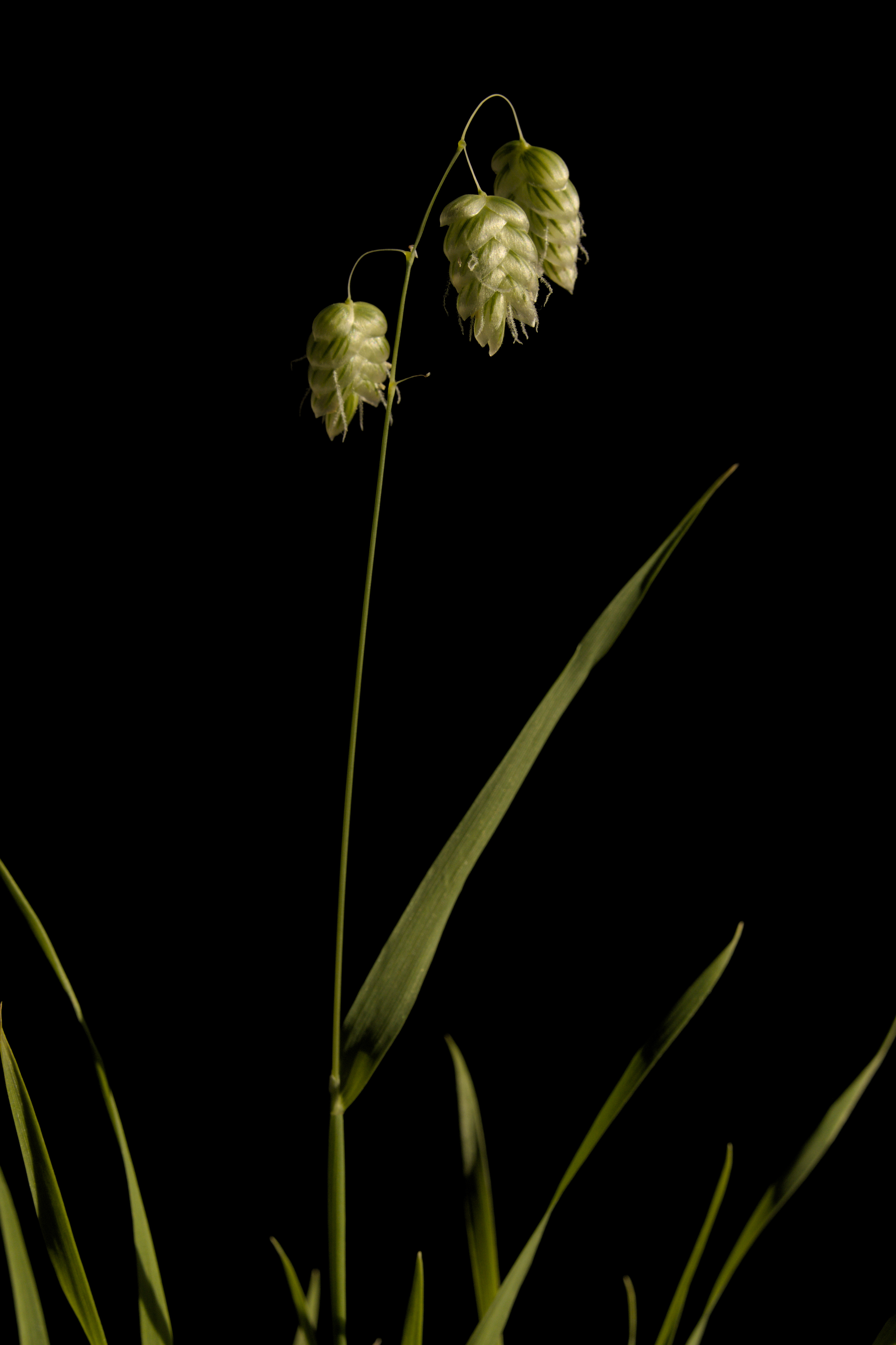 Briza maxima20150602 3286