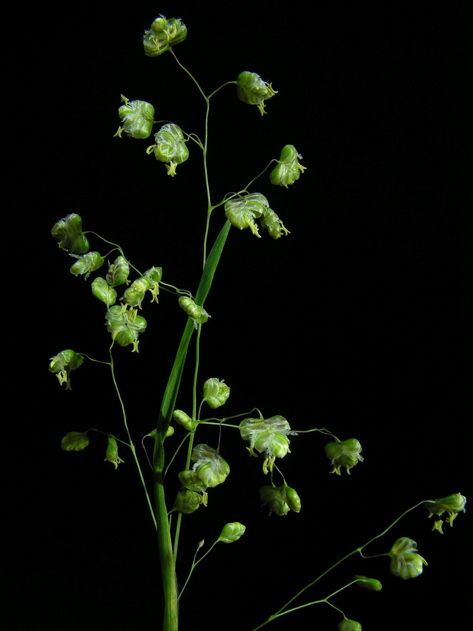 Briza media20130610 55