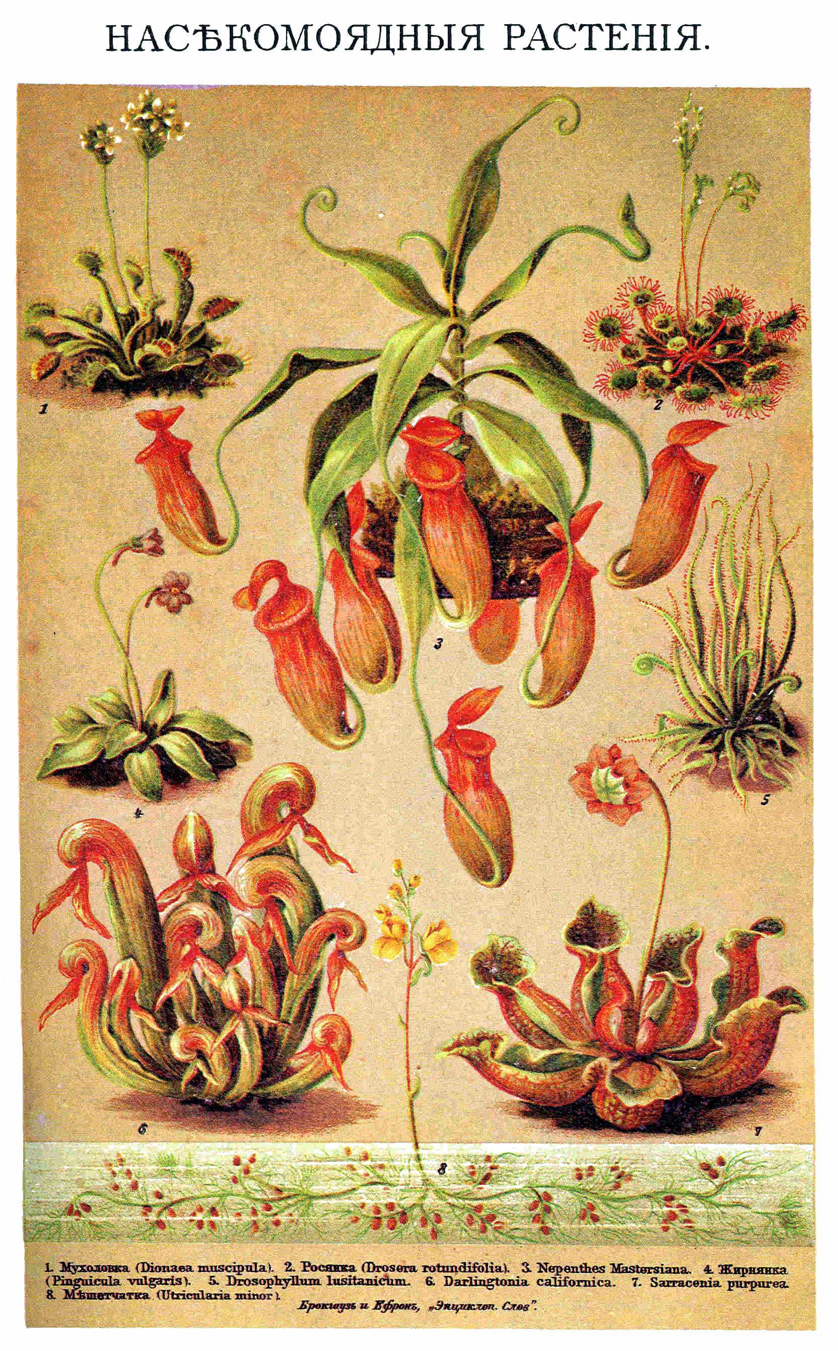 Brockhaus and Efron Encyclopedic Dictionary b40 660-4