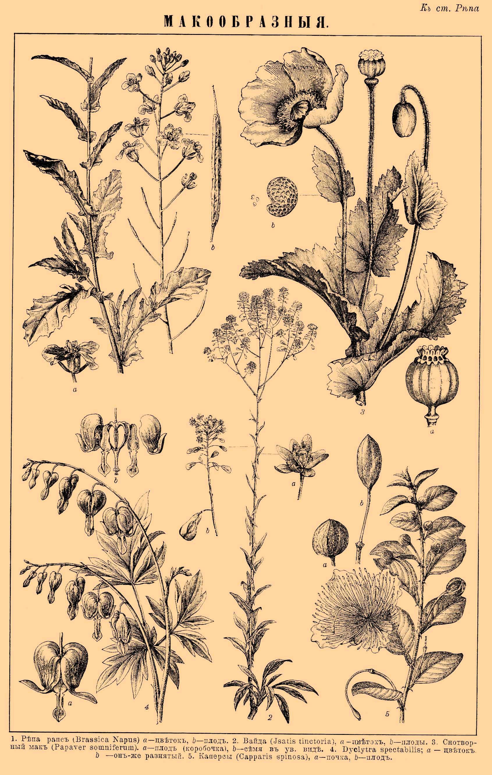 Brockhaus and Efron Encyclopedic Dictionary b53 480-0