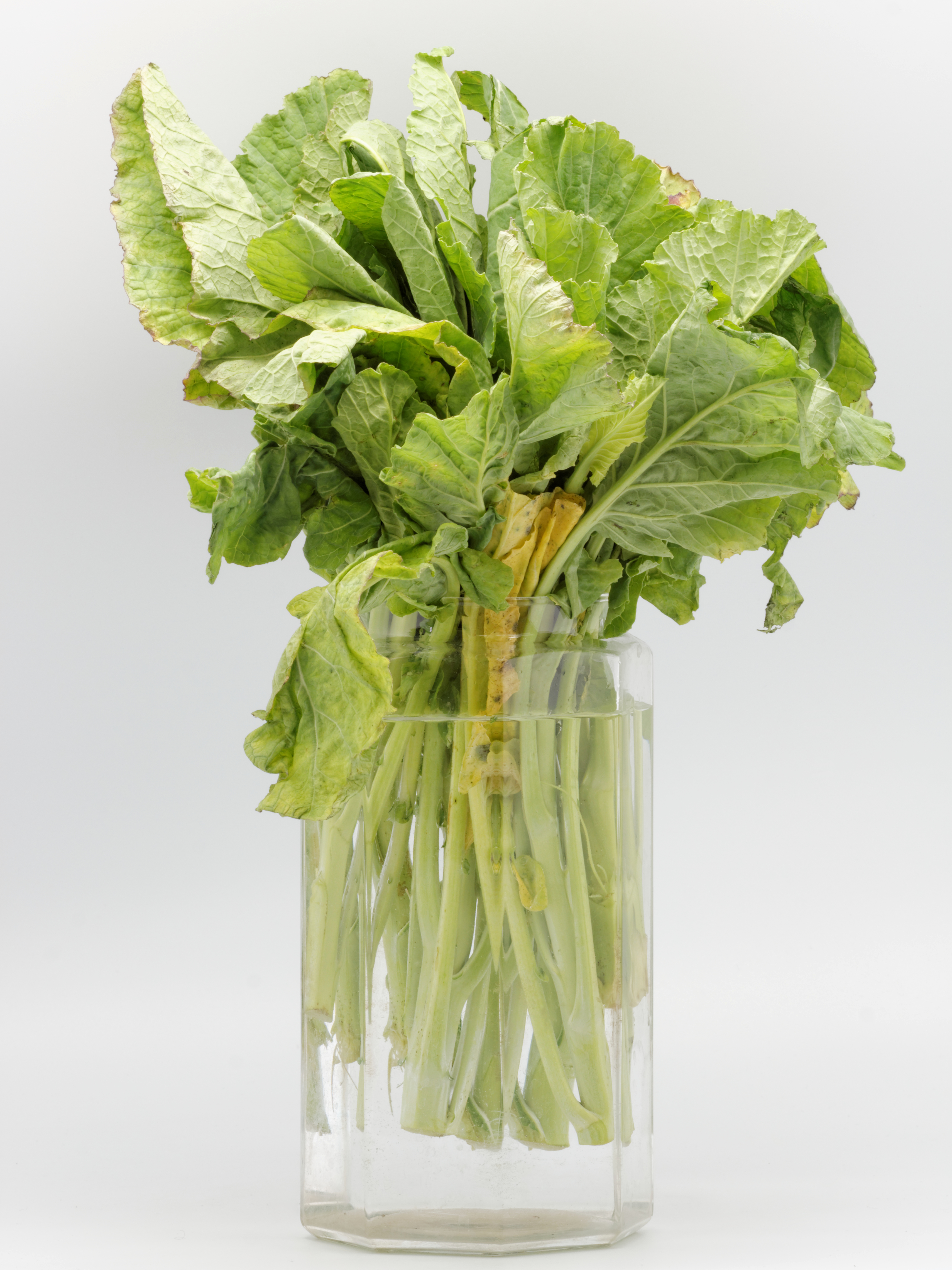 Brocoli 09