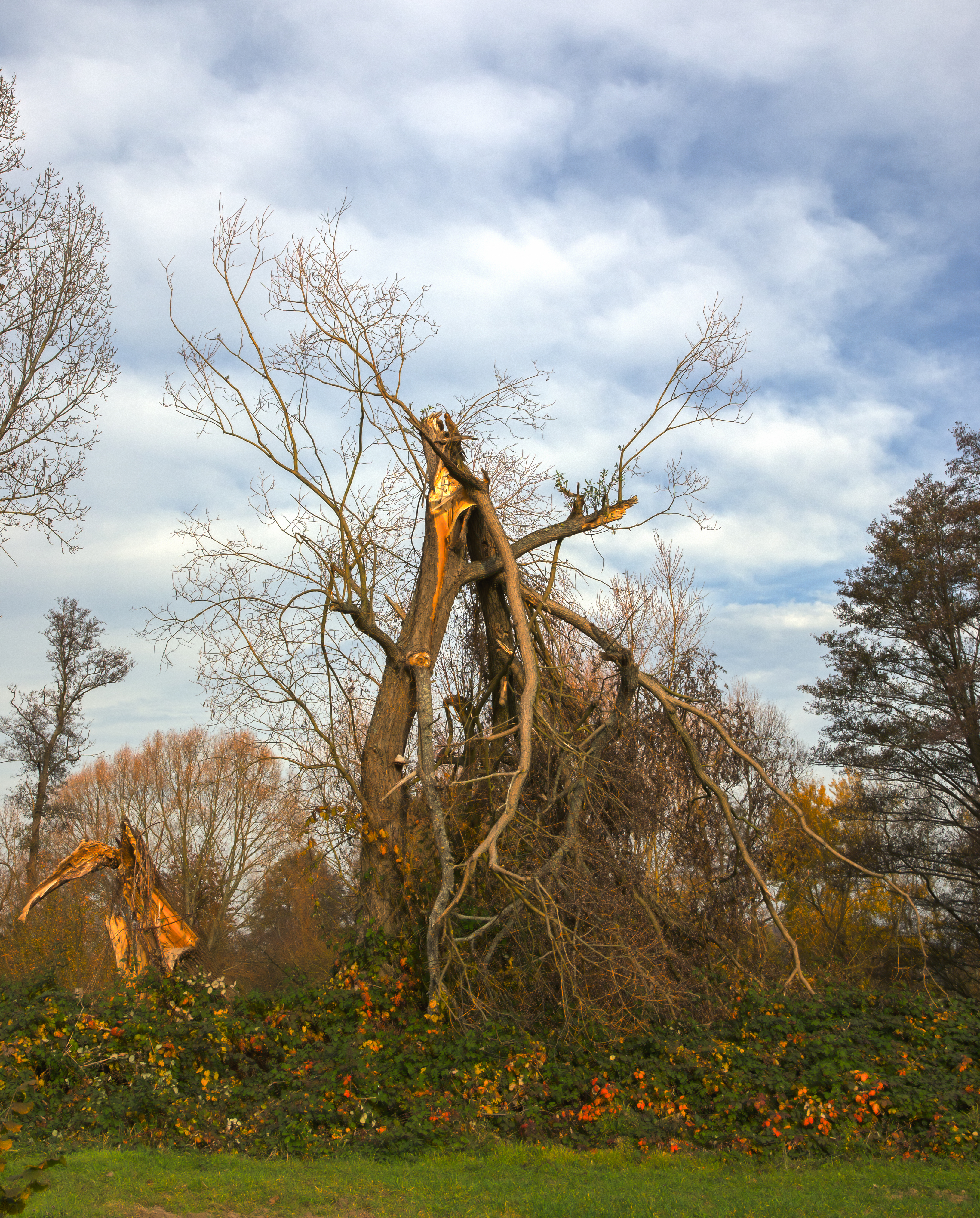 Broken tree 01