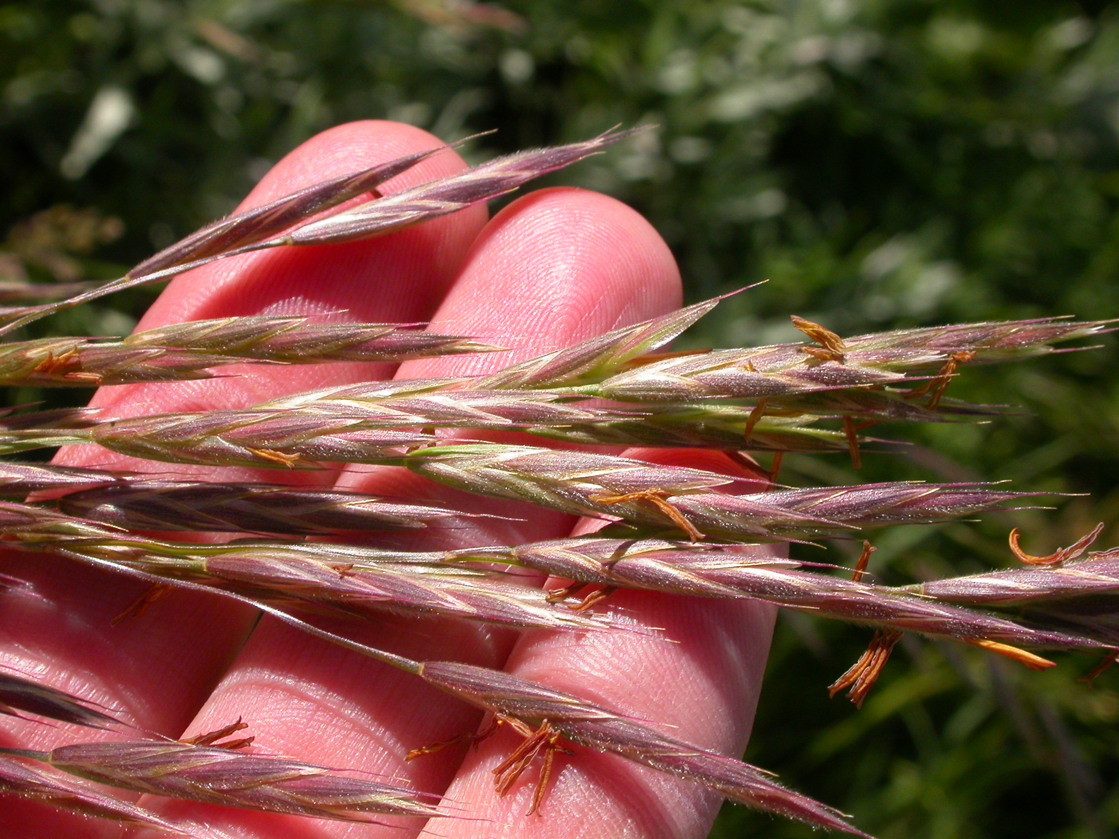 Bromus carinatus (3861050686)