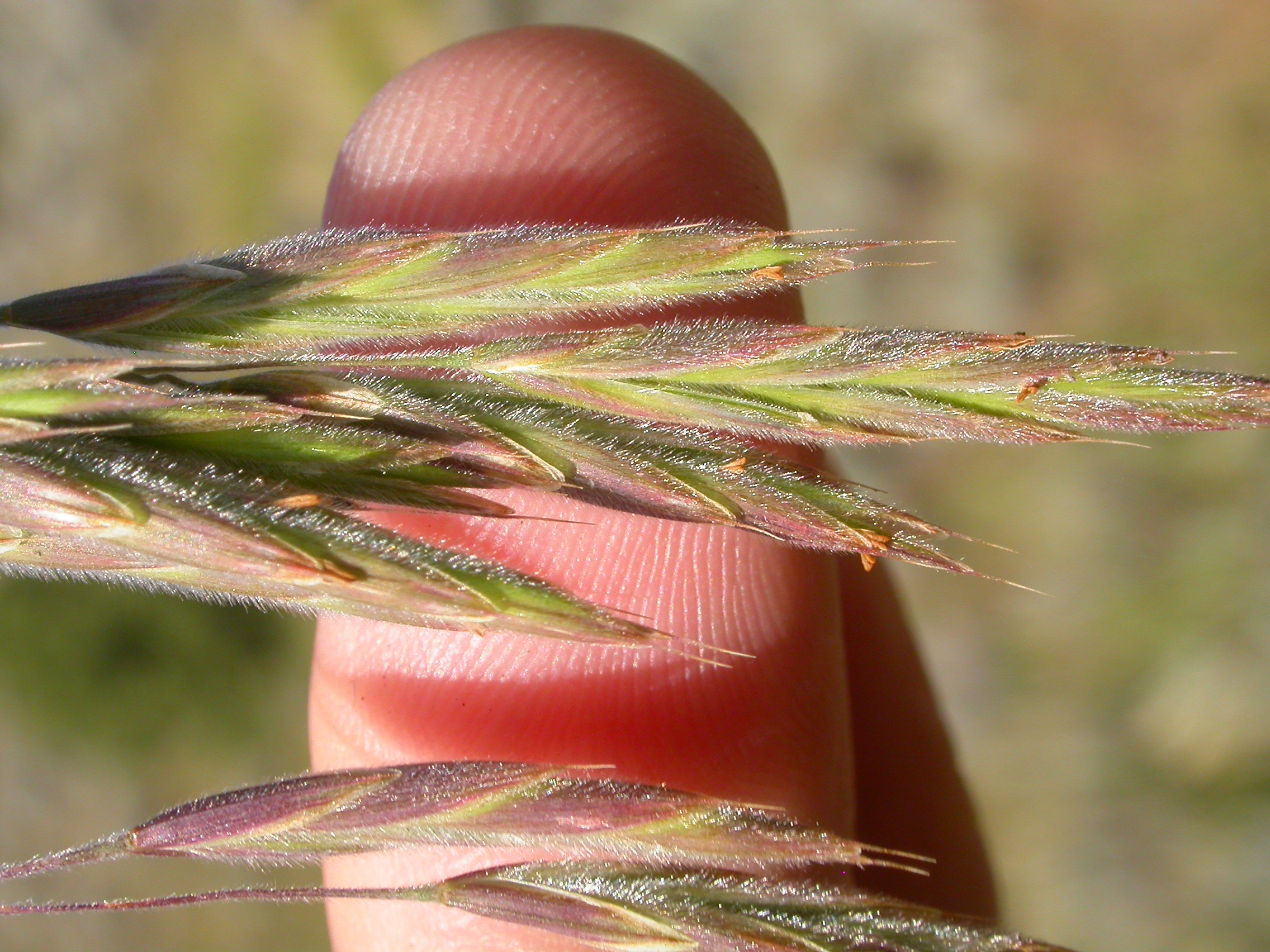 Bromus porteri (3877215886)