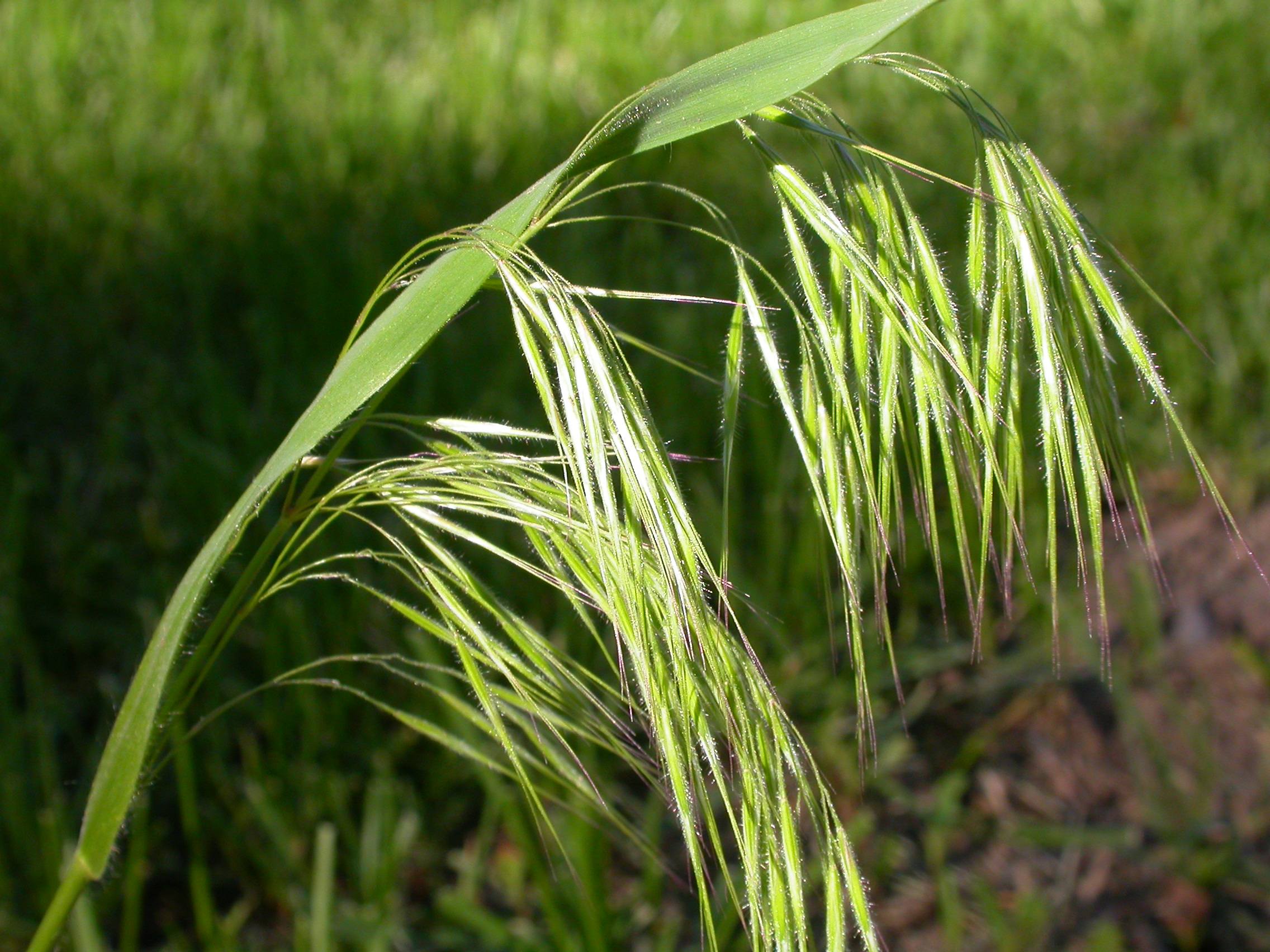 Bromus tectorum (3860522837)
