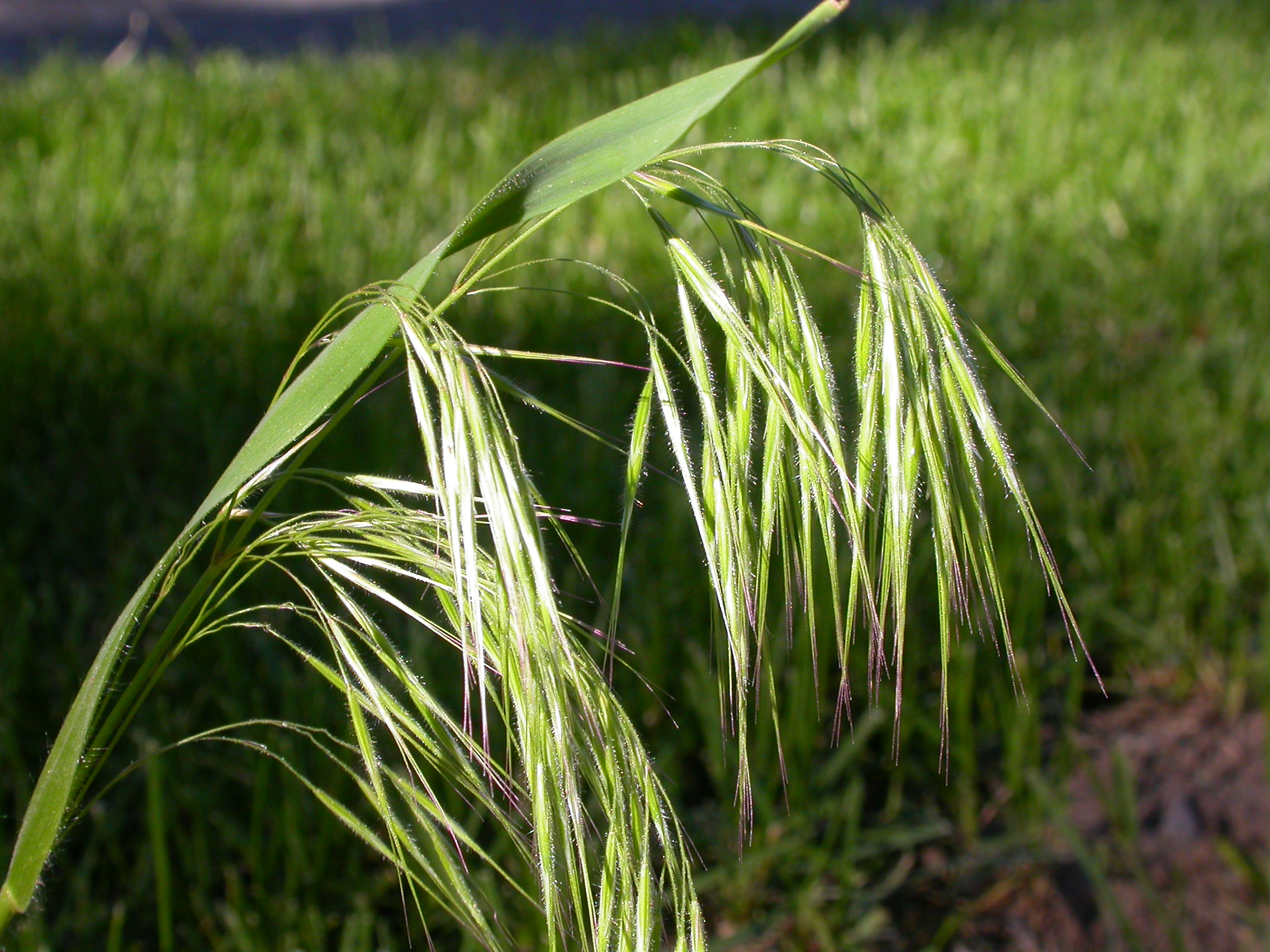 Bromus tectorum (3861304090)