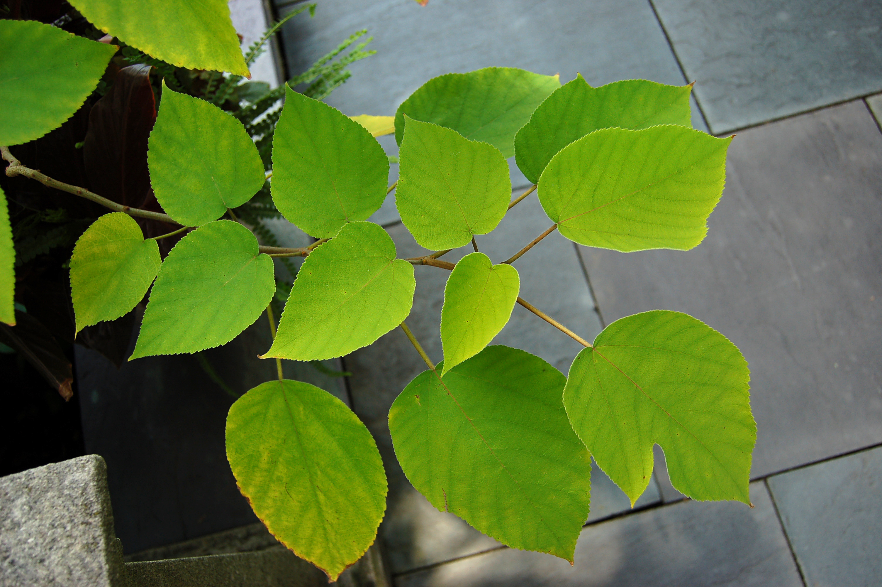 Broussonetia papyrifera Leaves 3008px