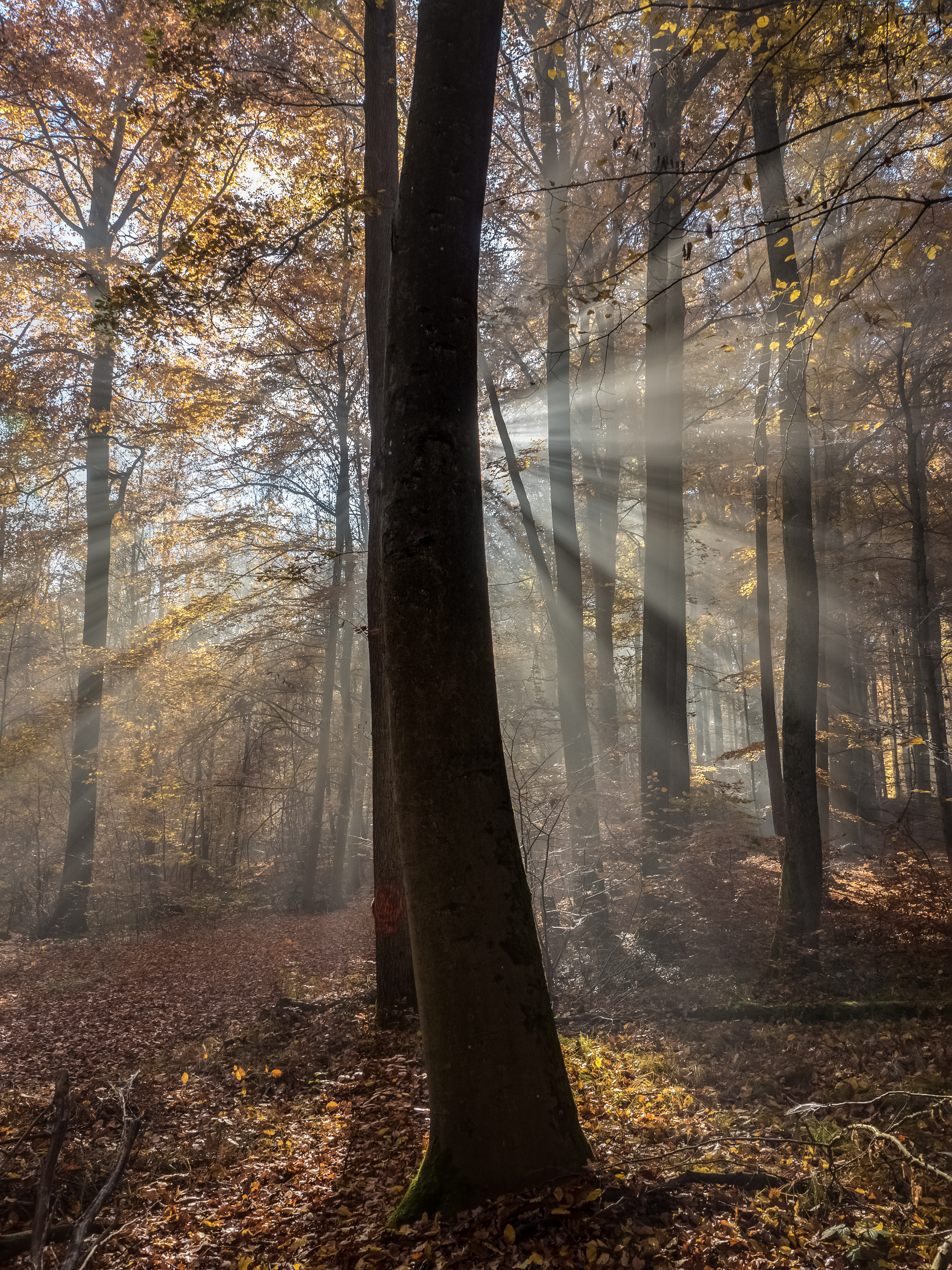 Bruderwald-Herbst-026375