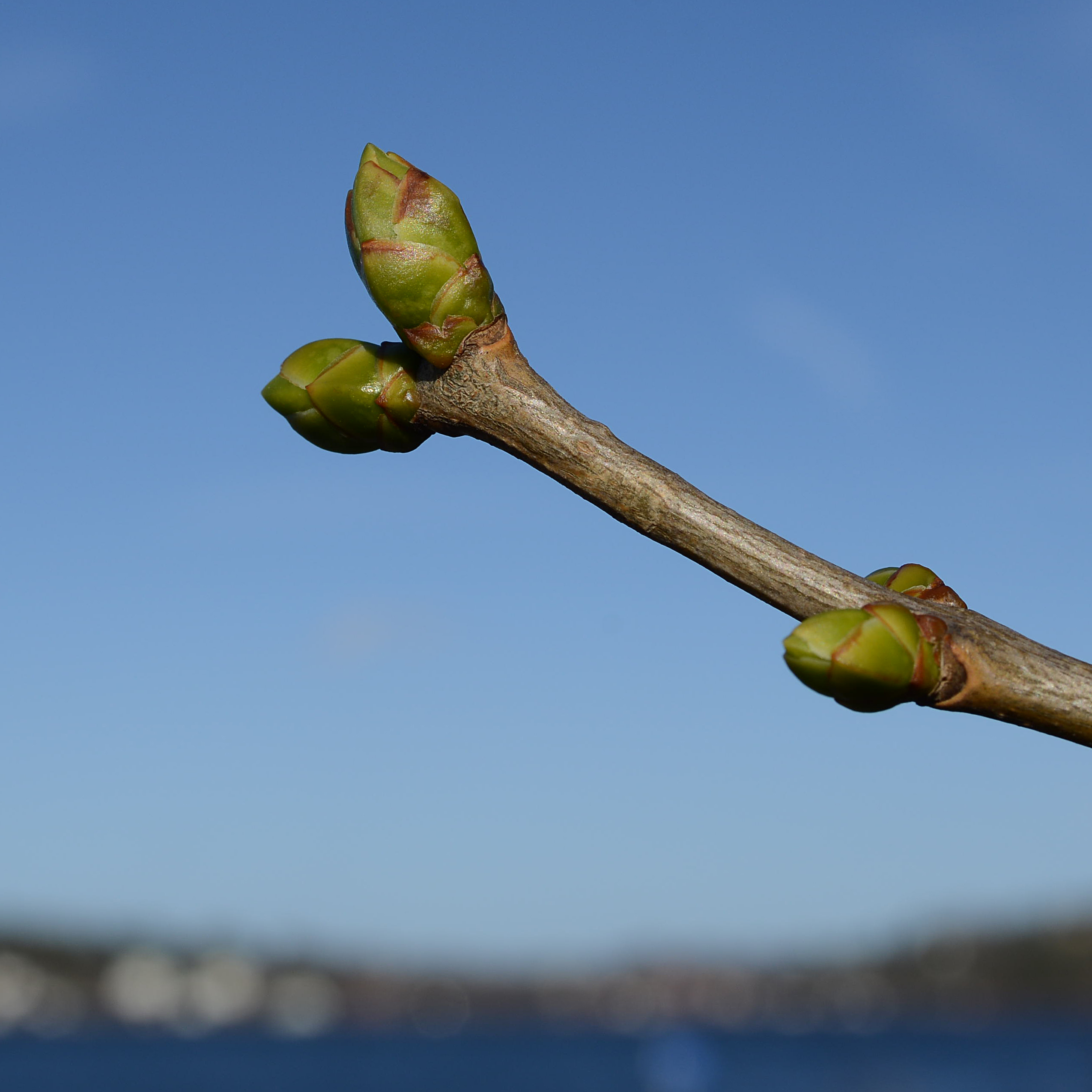 Buds 5176-1