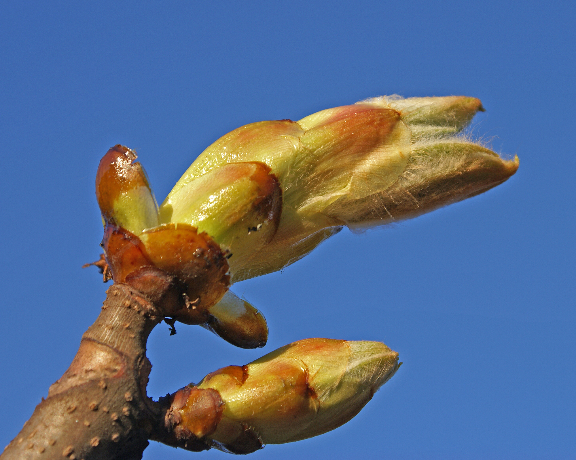 Buds (2434763968)