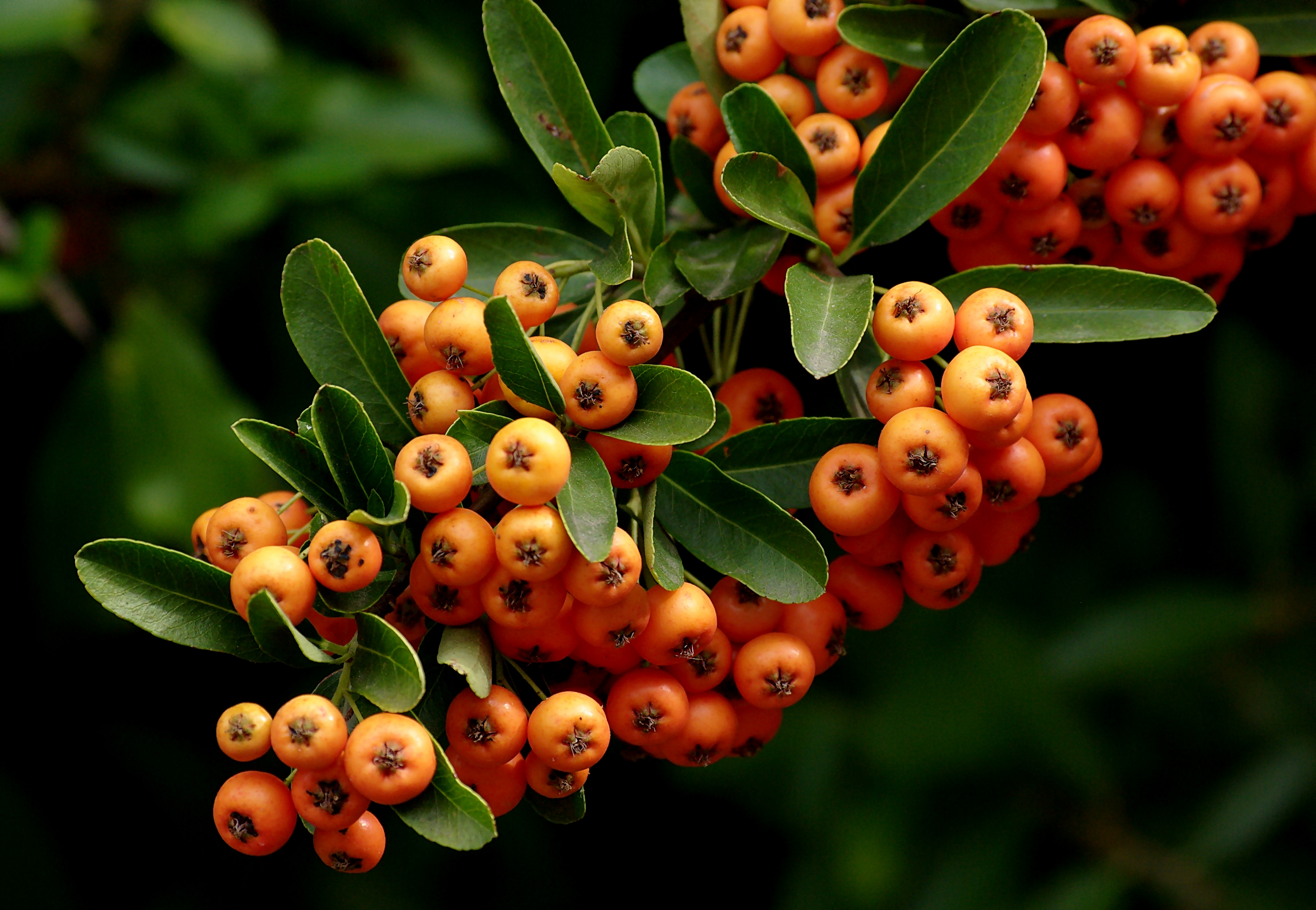 Buisson ardent FR 2012