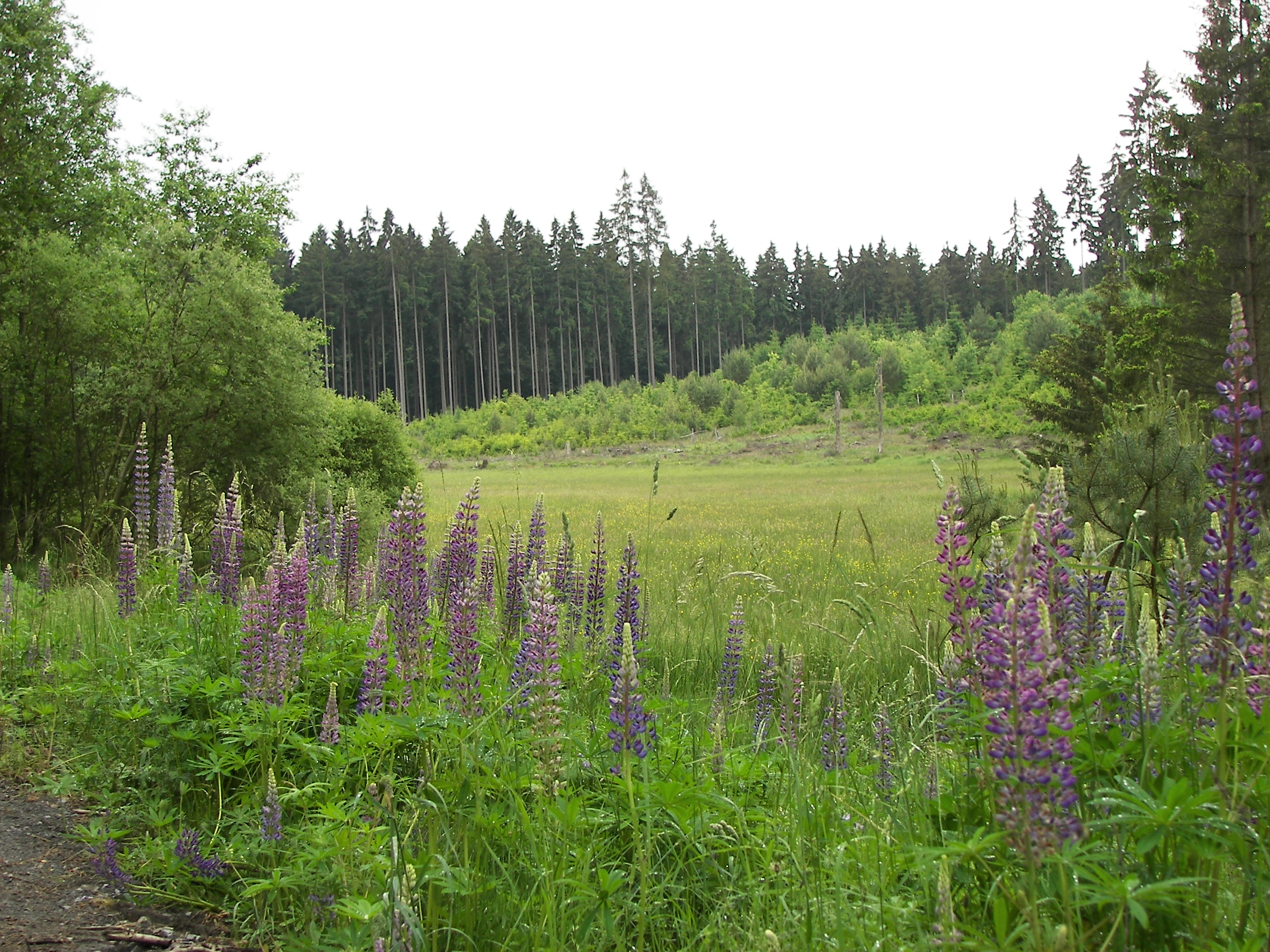 Burgwald 031