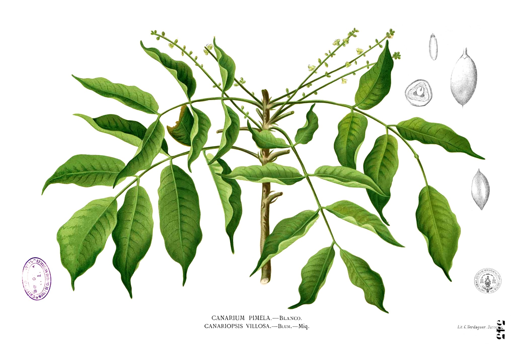 Burseraceae sp Blanco2.343