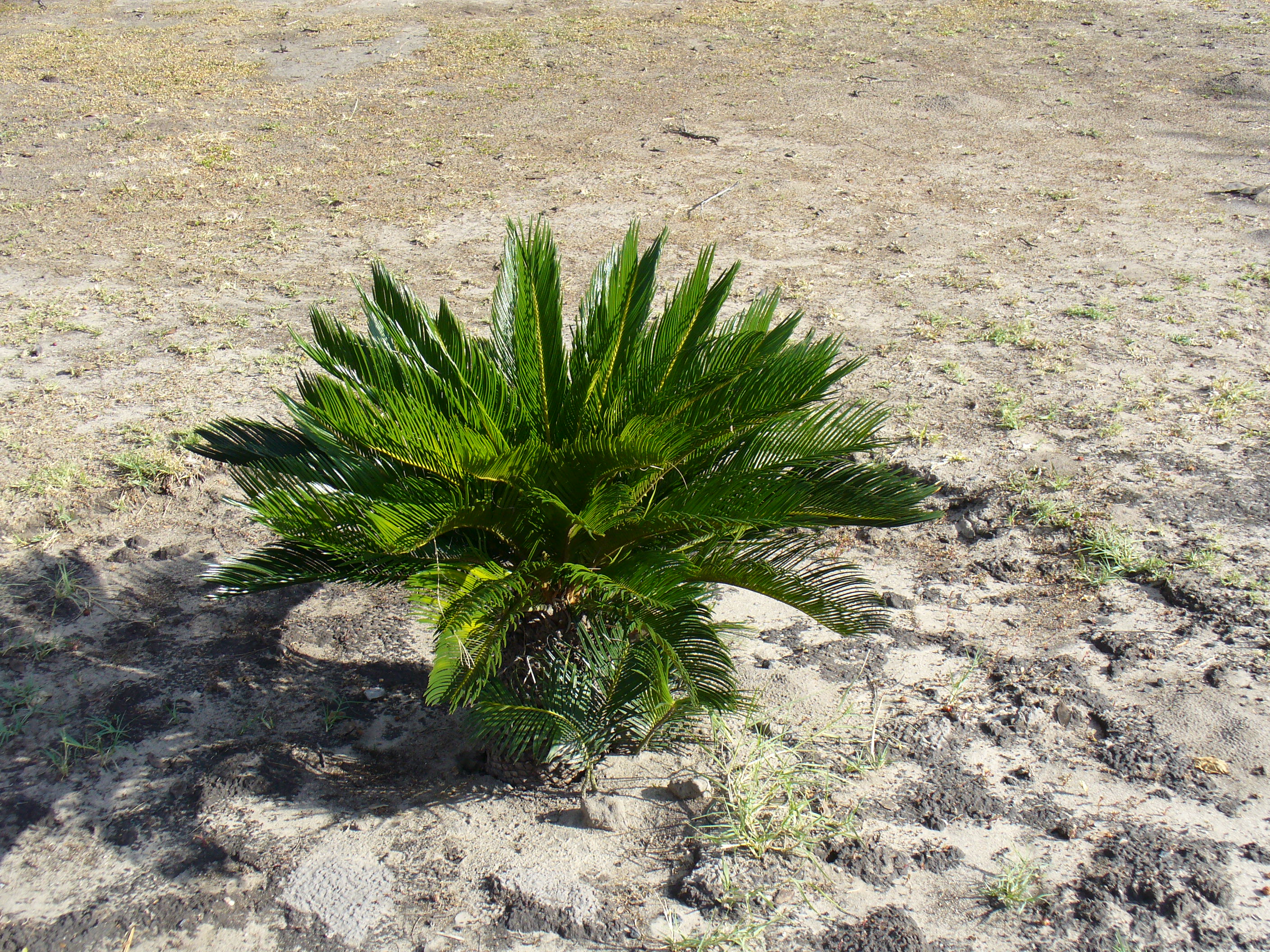 Bush5