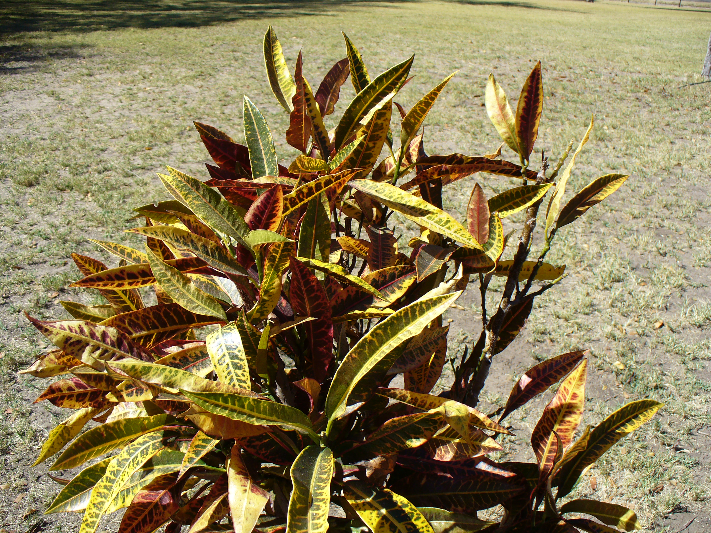 Bush6