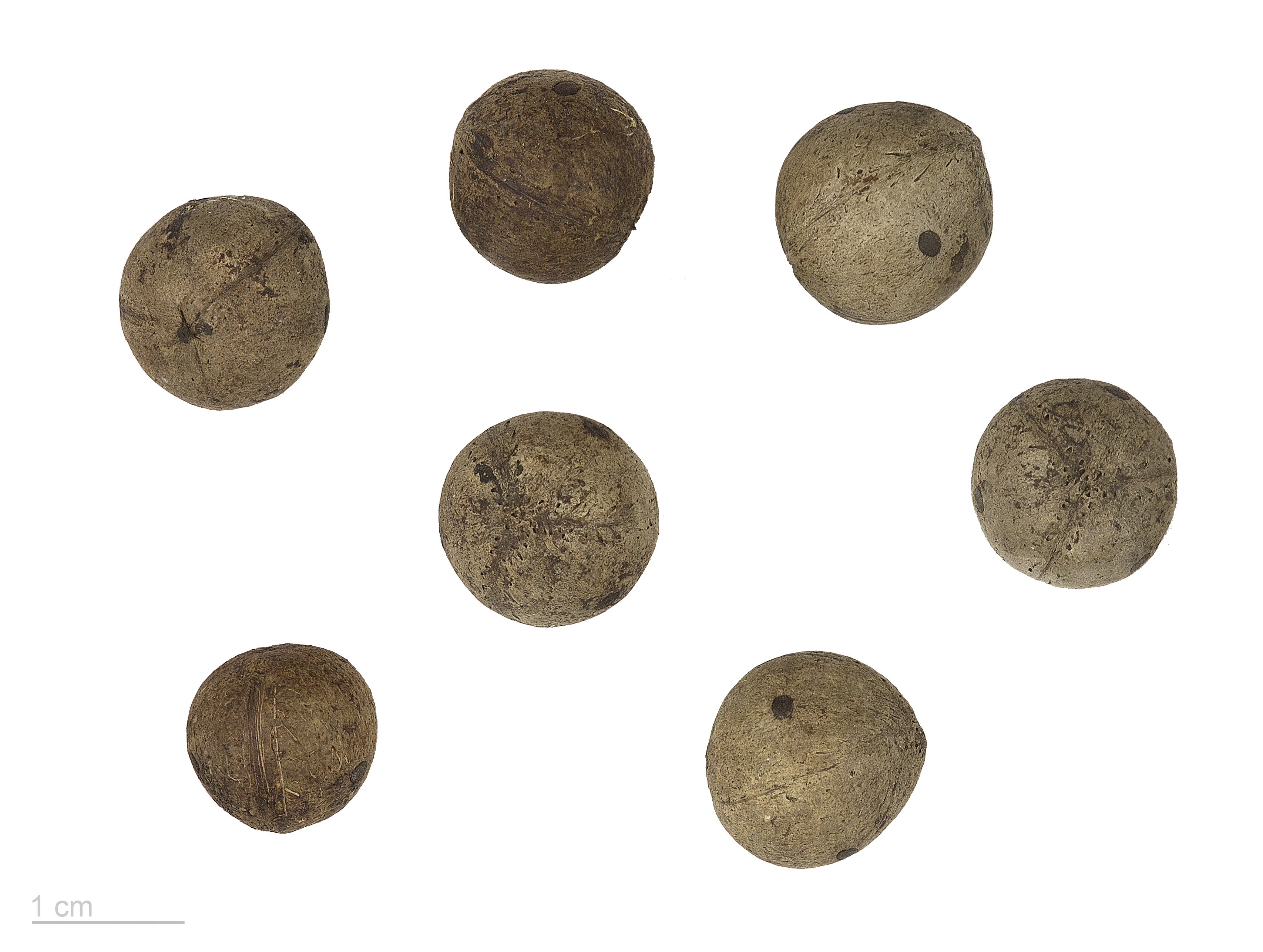 Butia capitata MHNT.BOT.2016.24.65