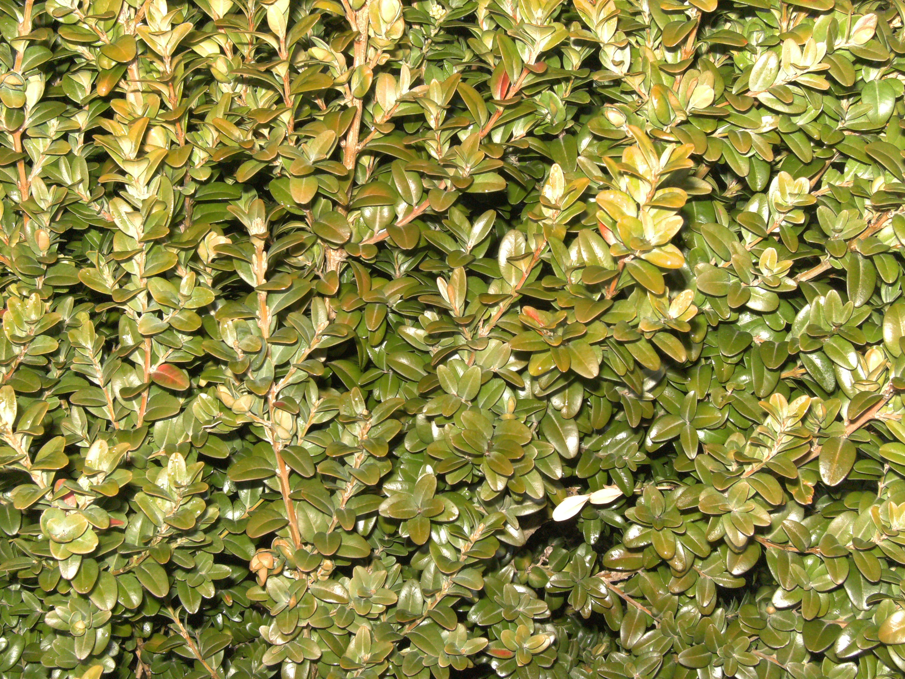 Buxus-sempervirens0815