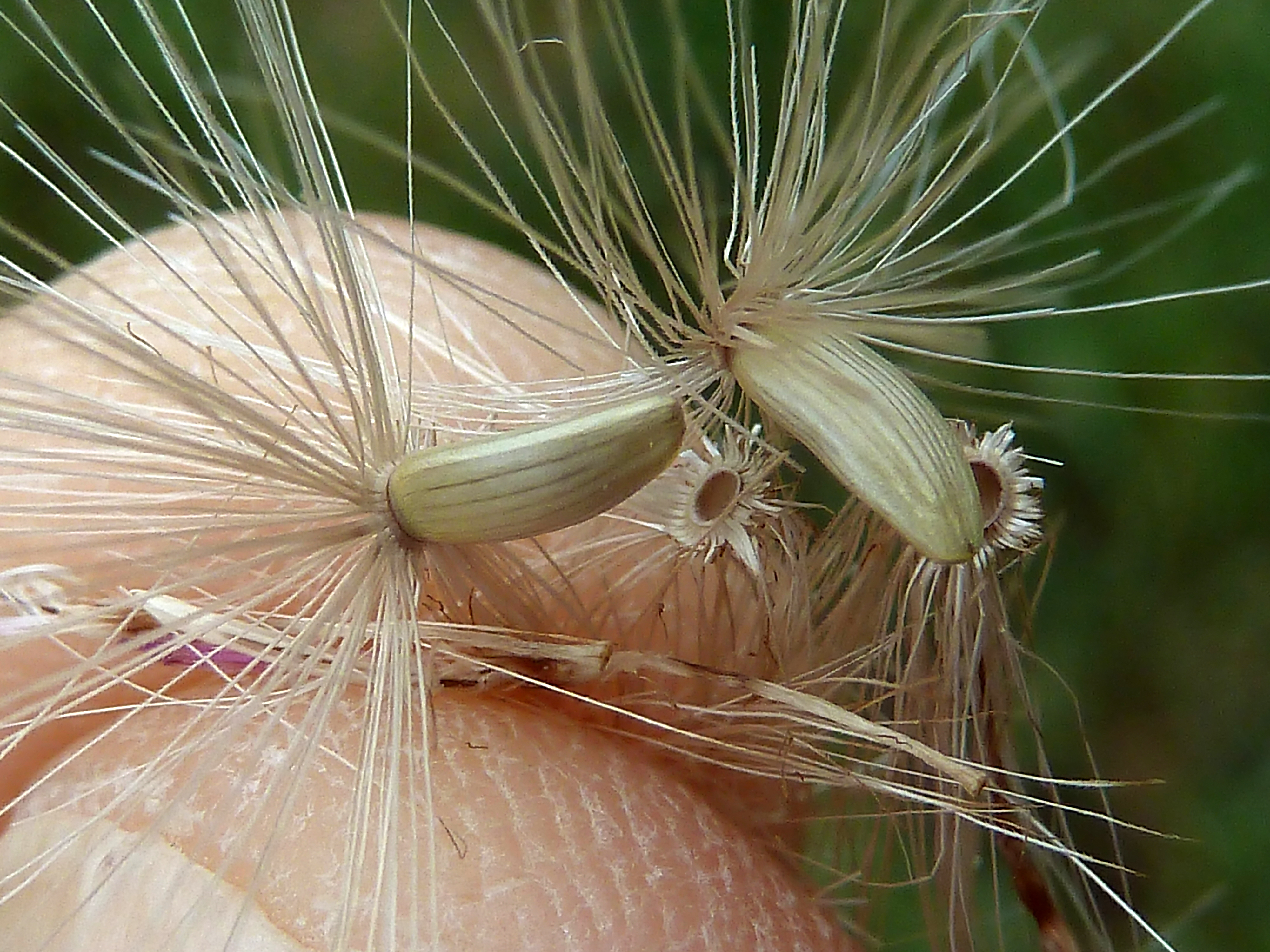 C. pycnocephalus-cips-32