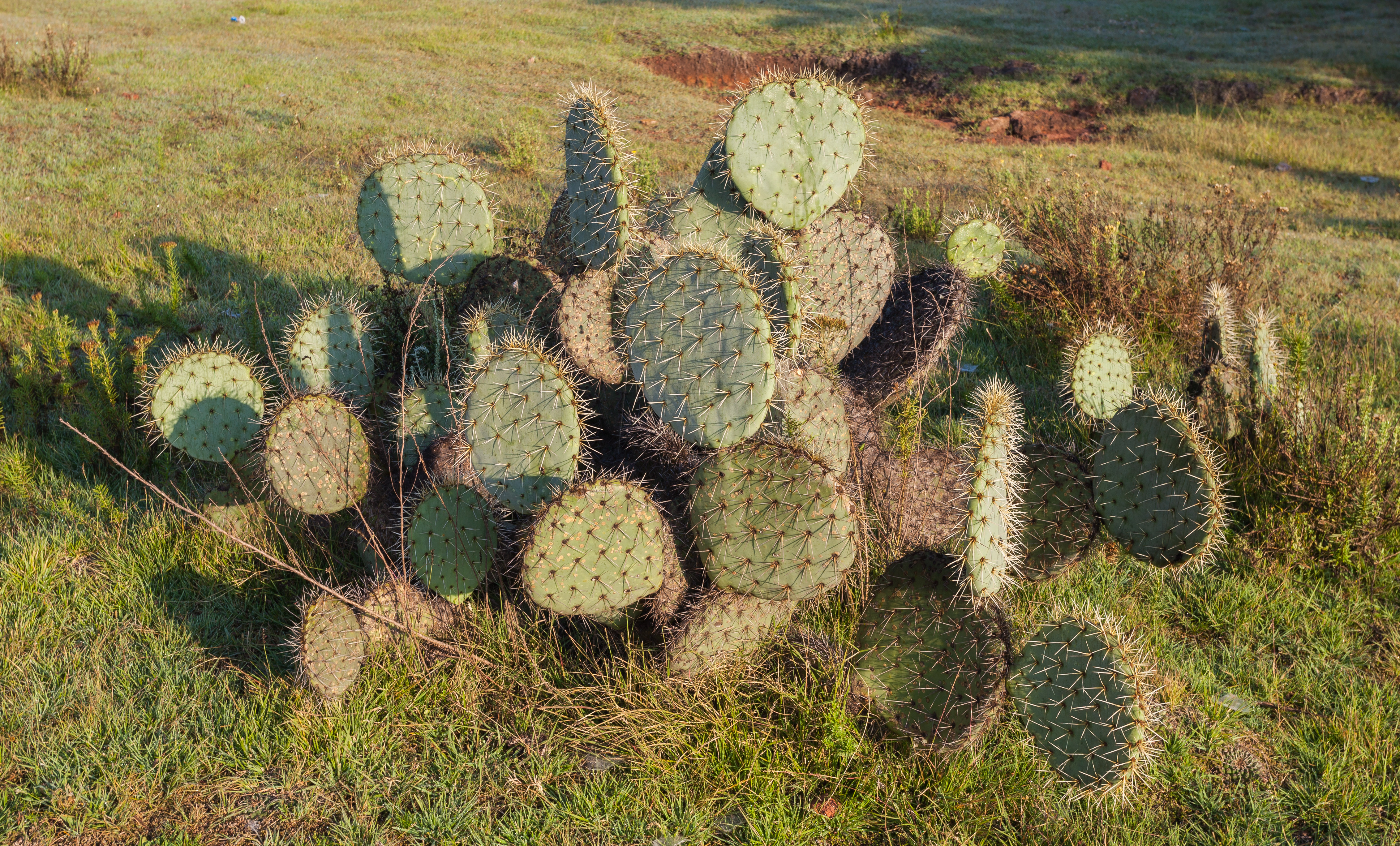 Cactus (Opuntia ficus-indica), Acatlán, Hidalgo, México, 2013-10-11, DD 01