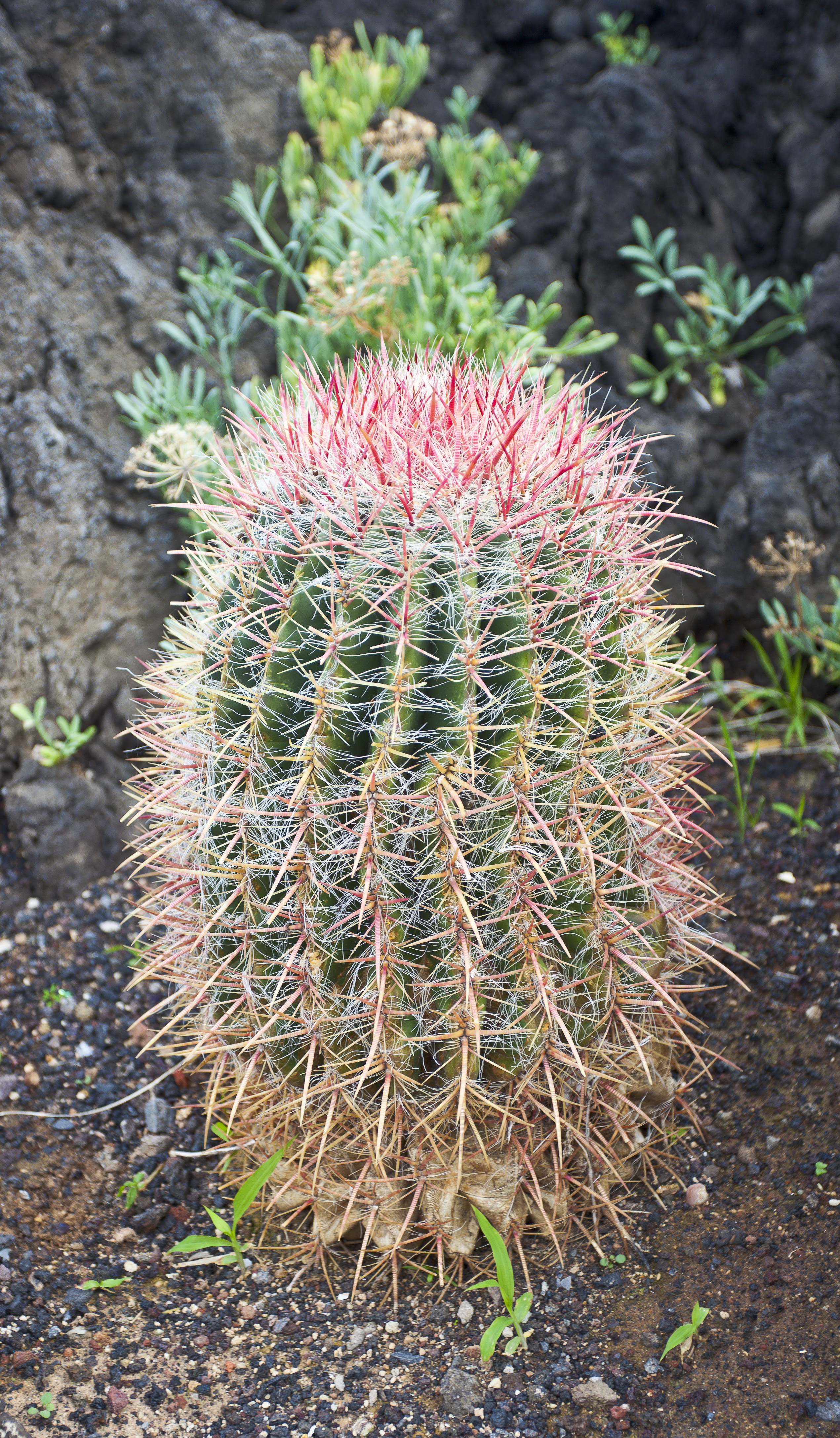 Cactus de Barril (Ferocactus pilosus), Garachico, Tenerife, España, 2012-12-13, DD 01