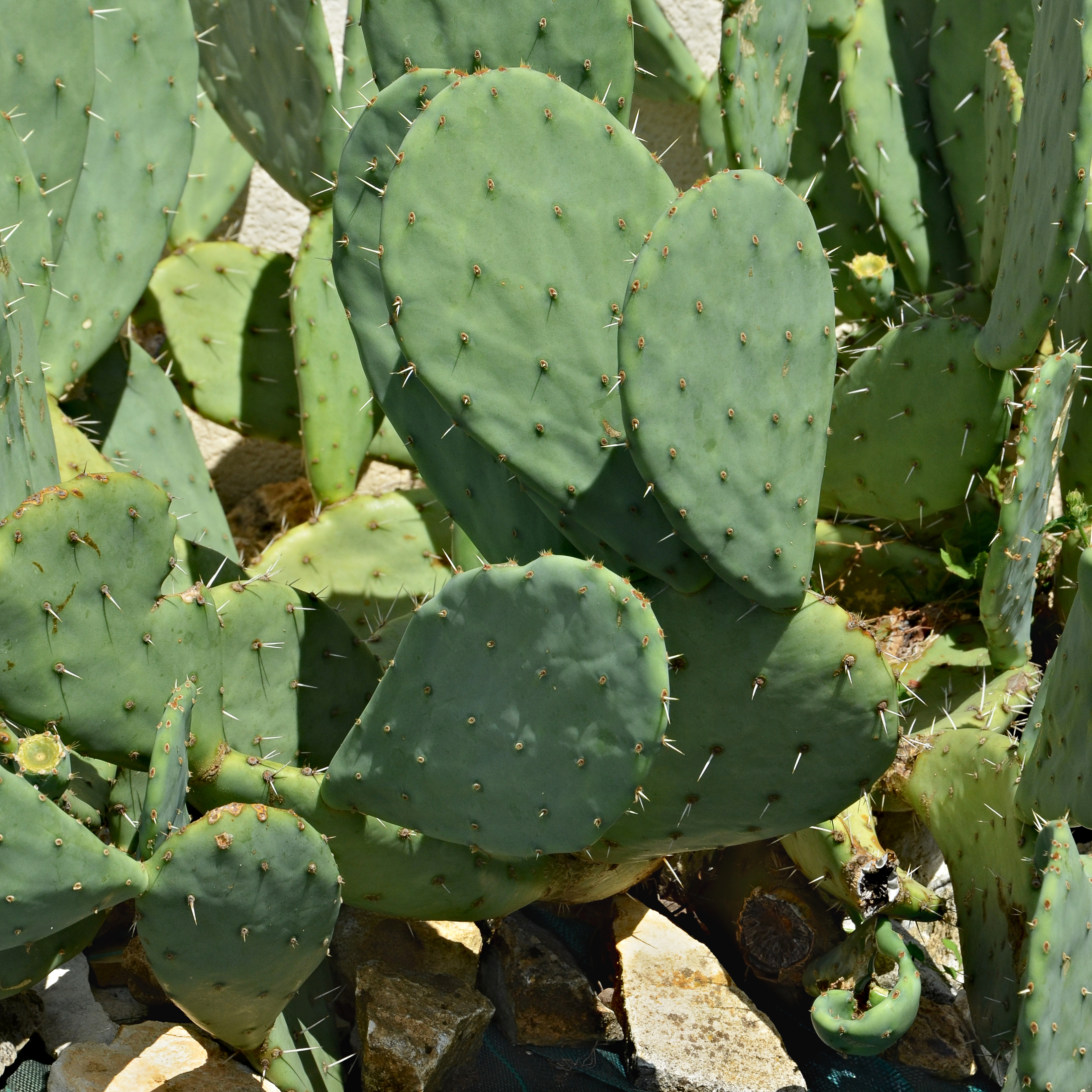 Cactus FR 2013
