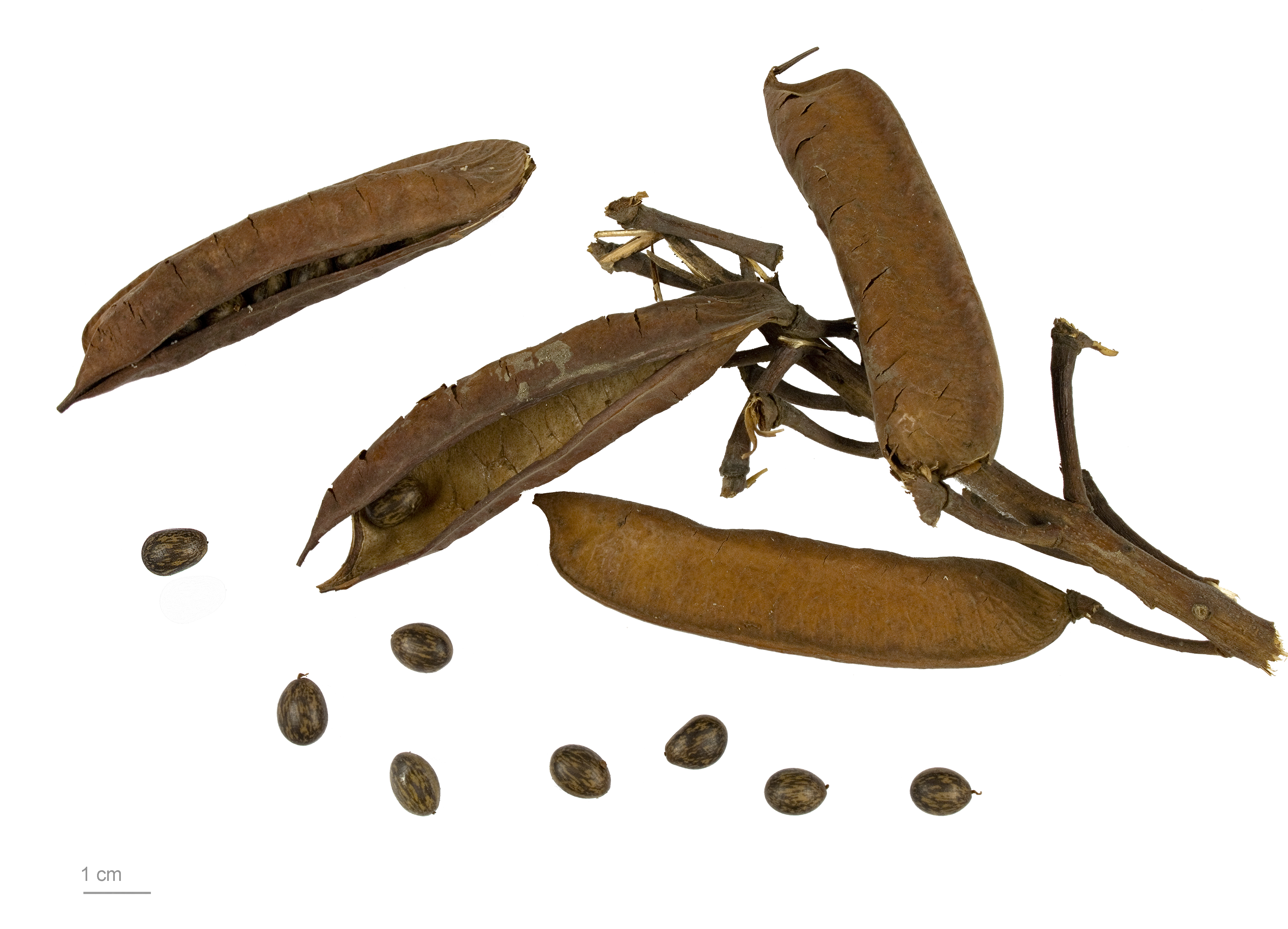 Caesalpinia decapetala MHNT.BOT.2009.13.14