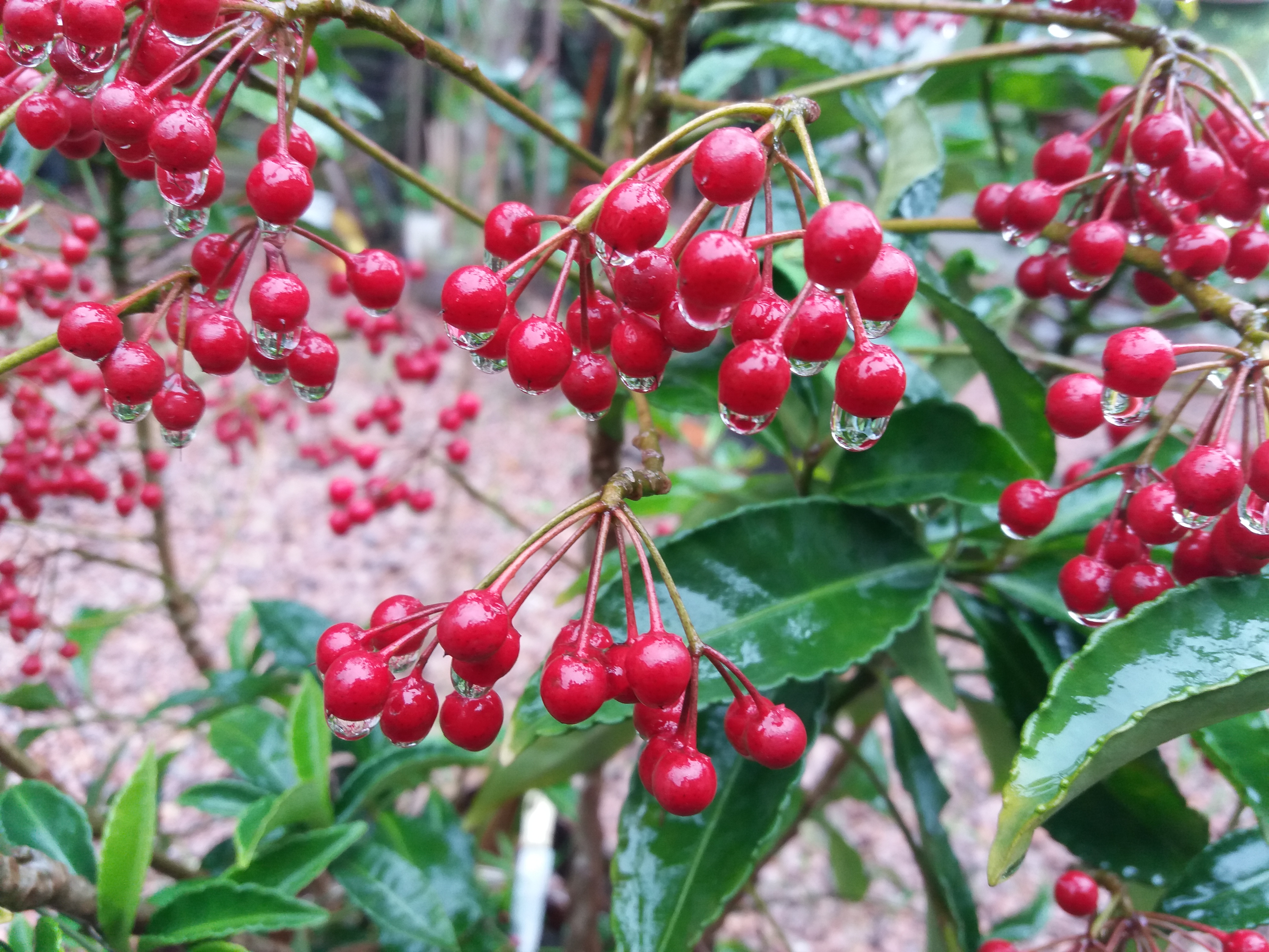 Cafe de Jardim
