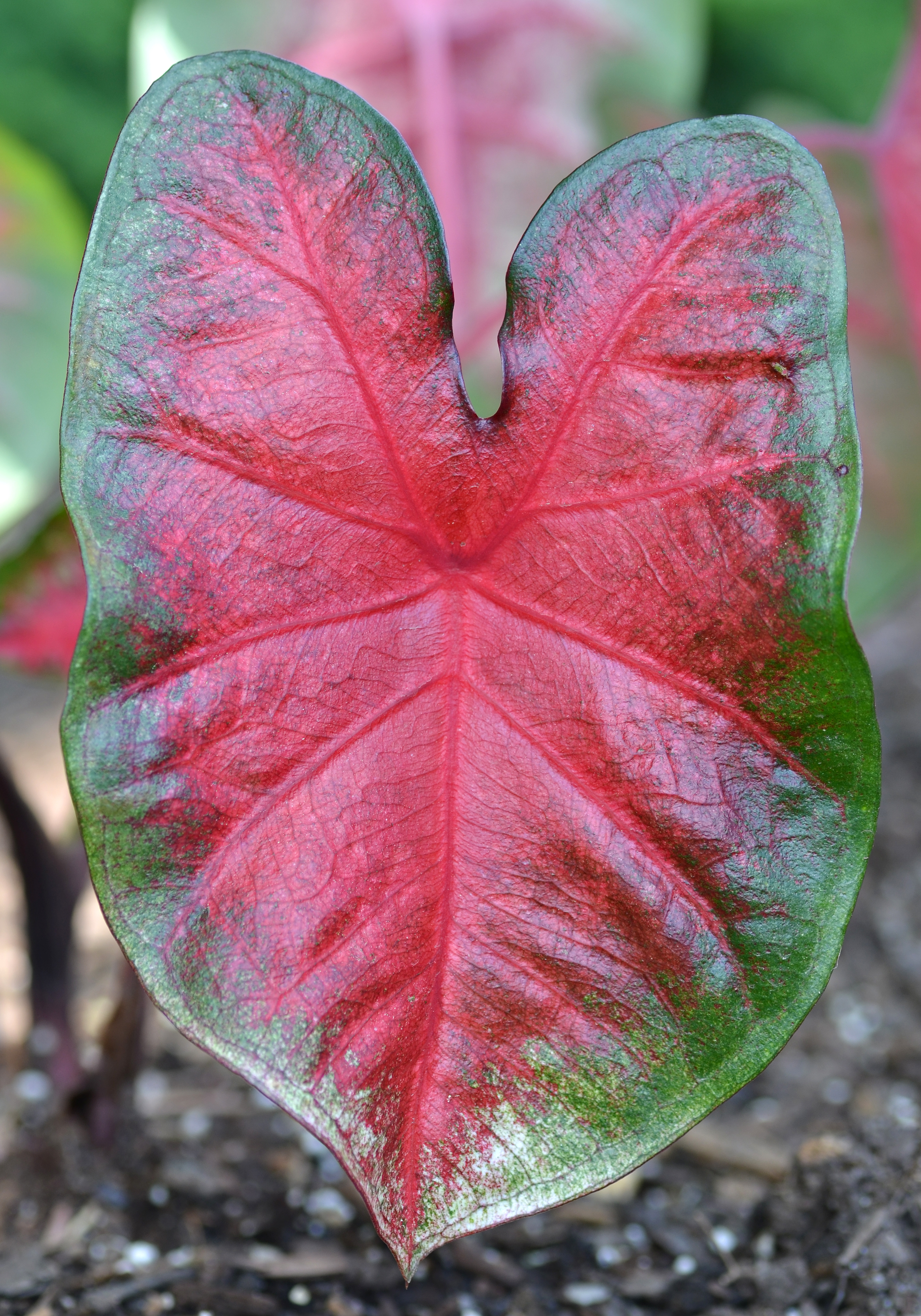 Caladium 'Bombshell' Leaf