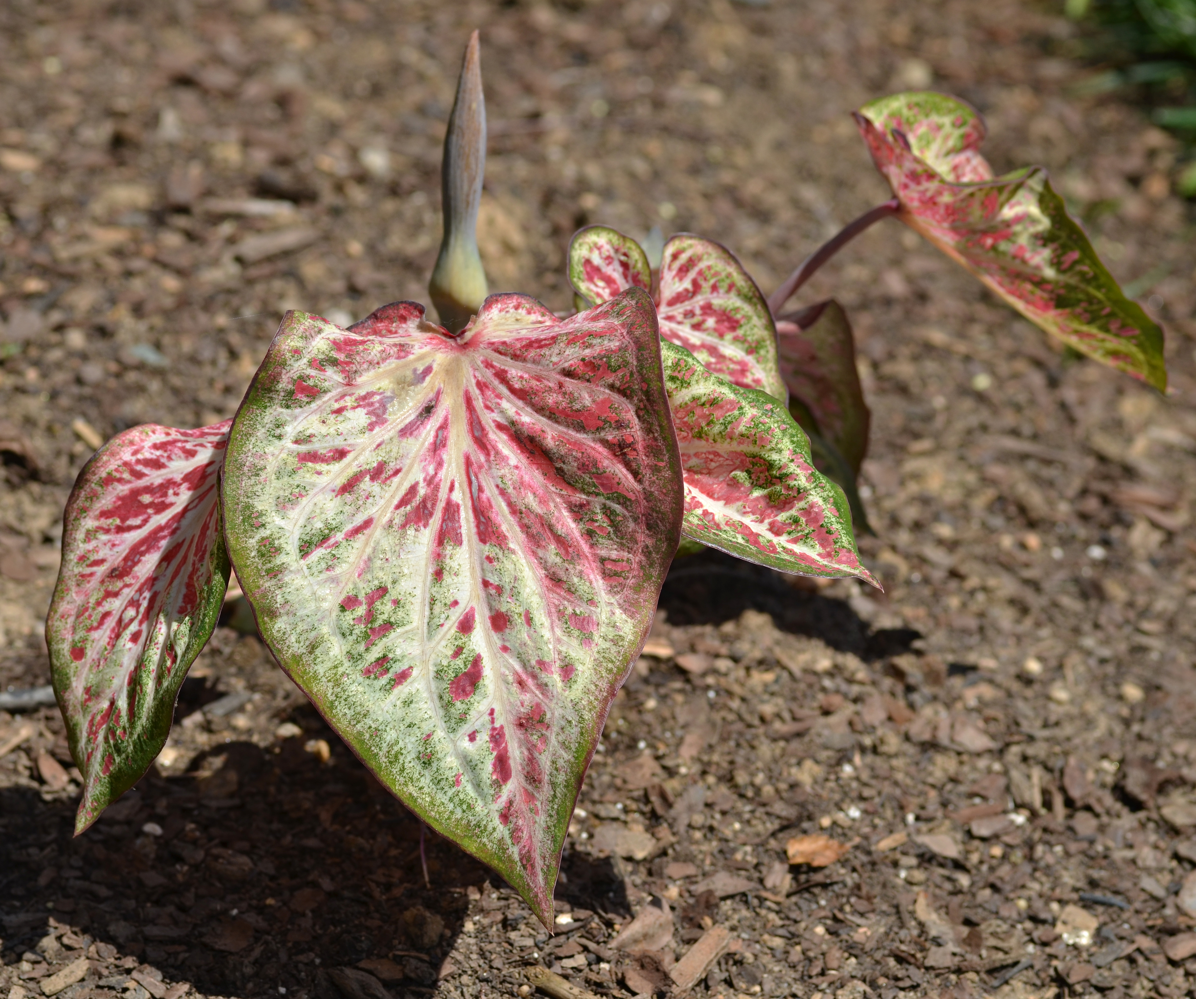 Caladium 'Candyland' Leaves