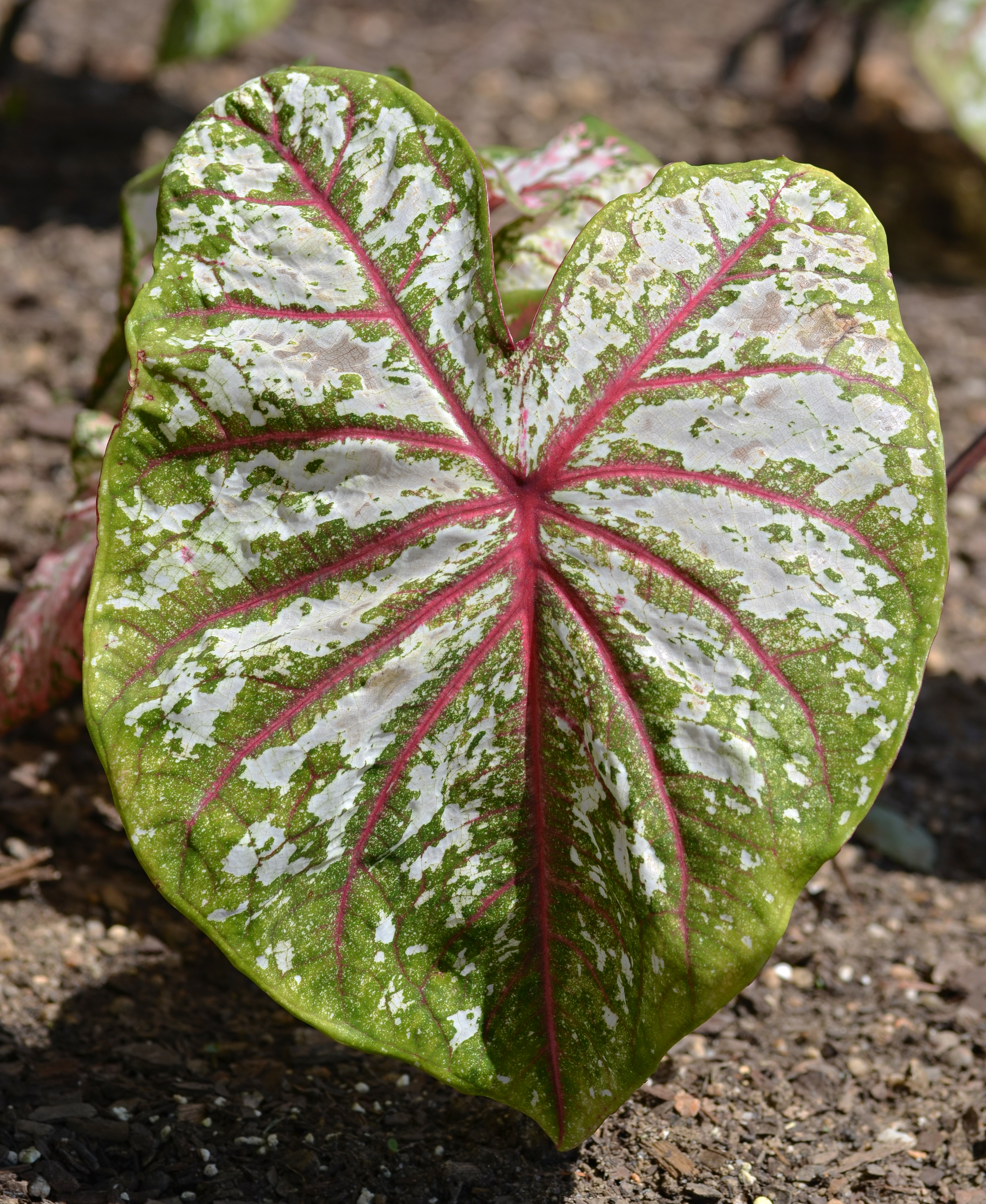 Caladium 'Celebration'