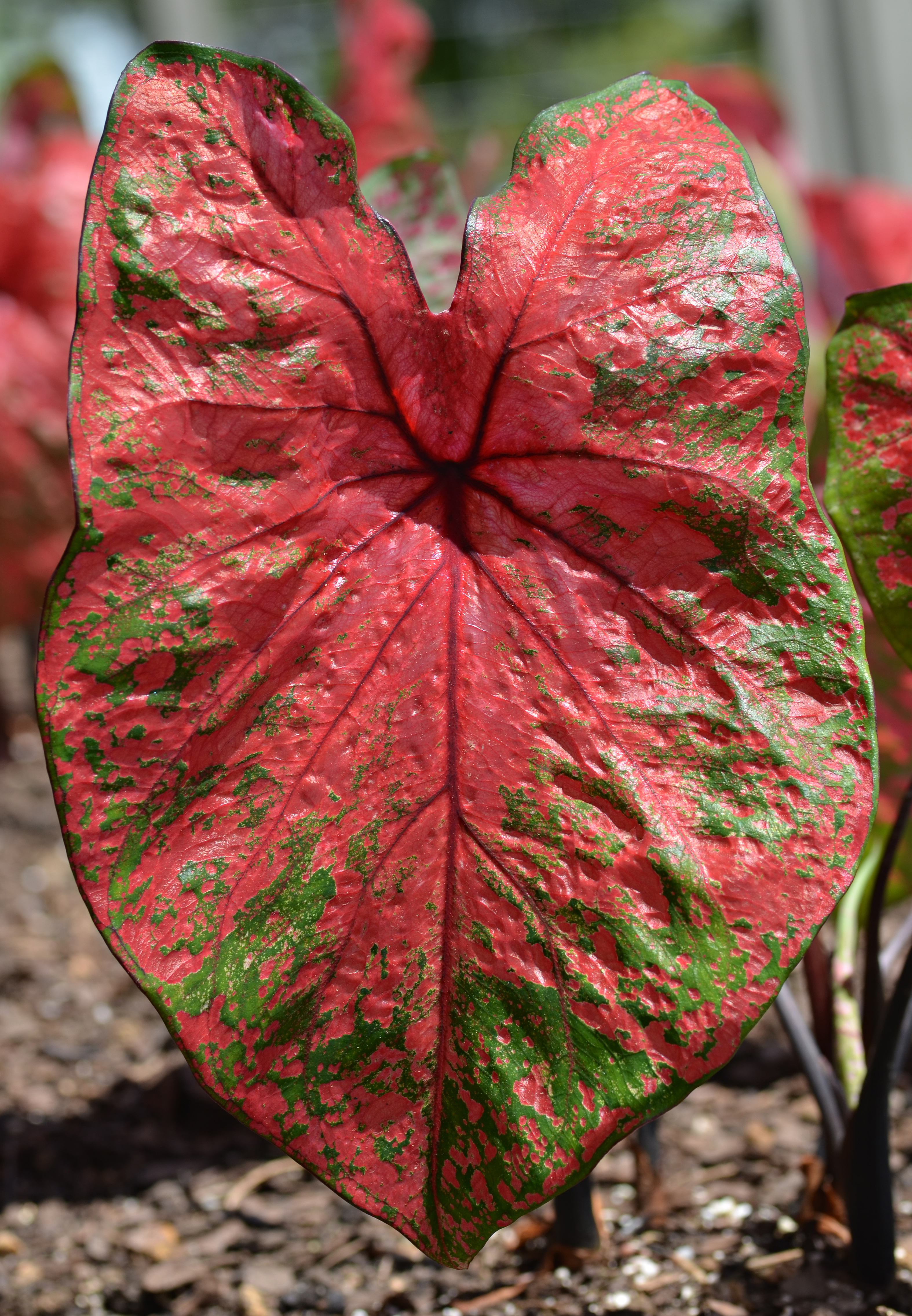 Caladium 'Fireworks' Leaf