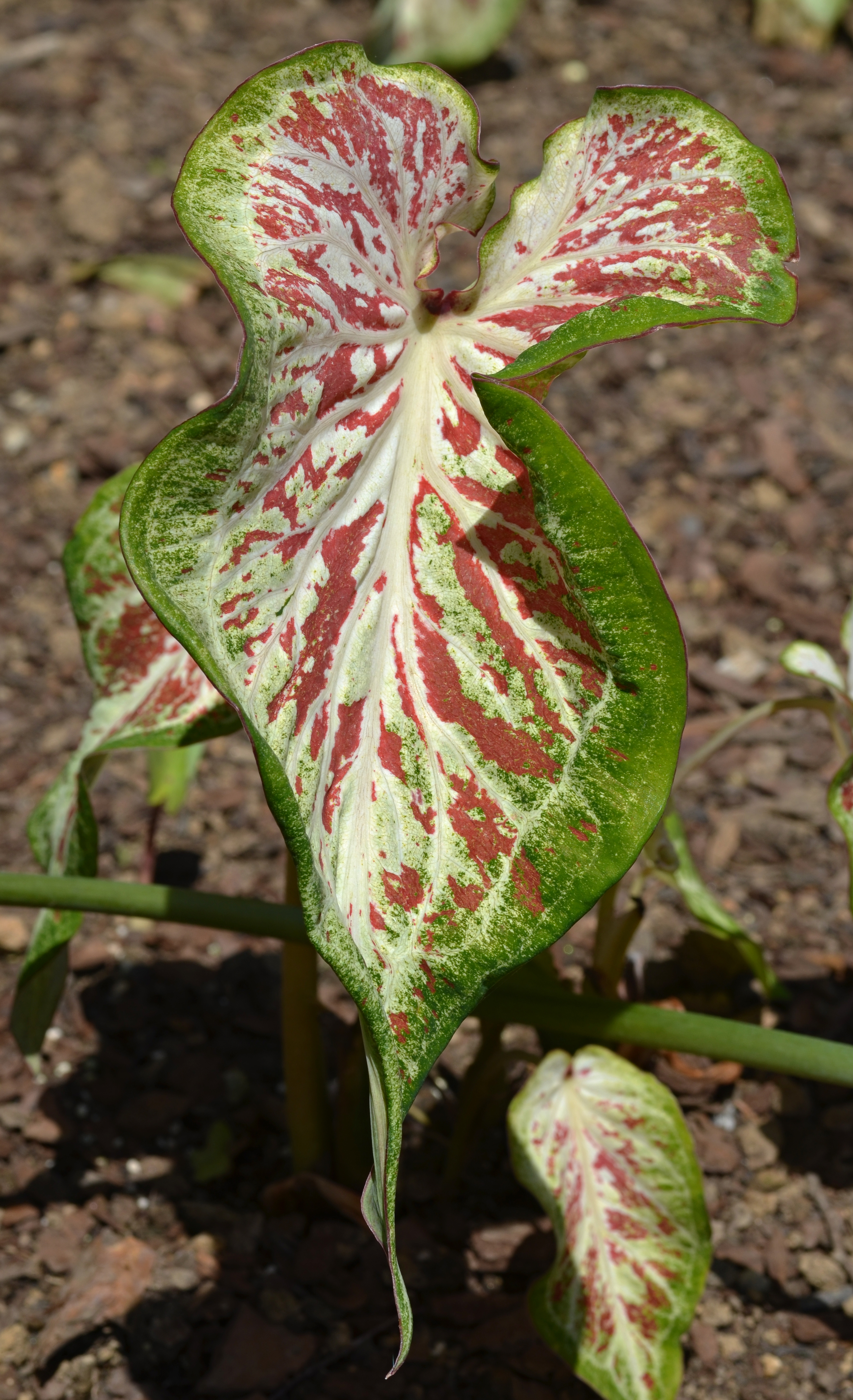 Caladium 'Modern Art' Leaf