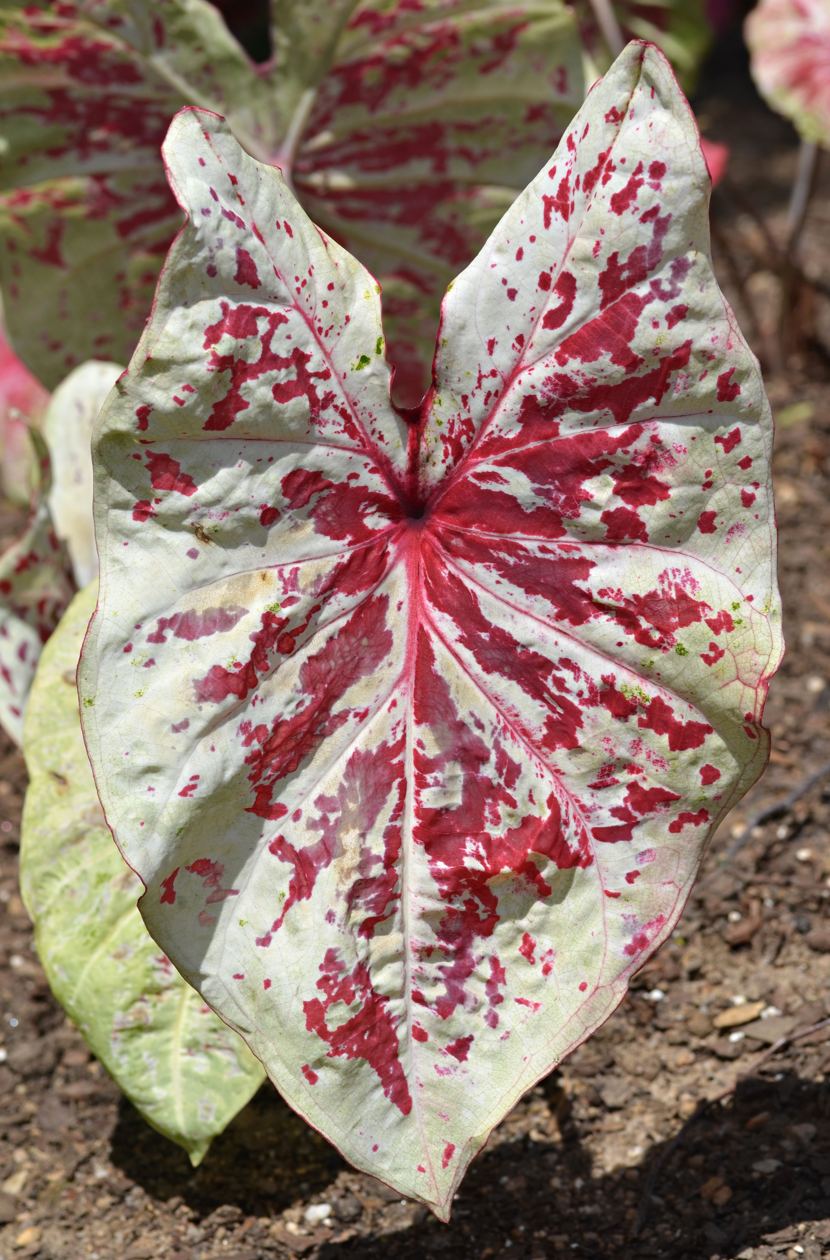 Caladium 'Raspberry Moon' Leaf
