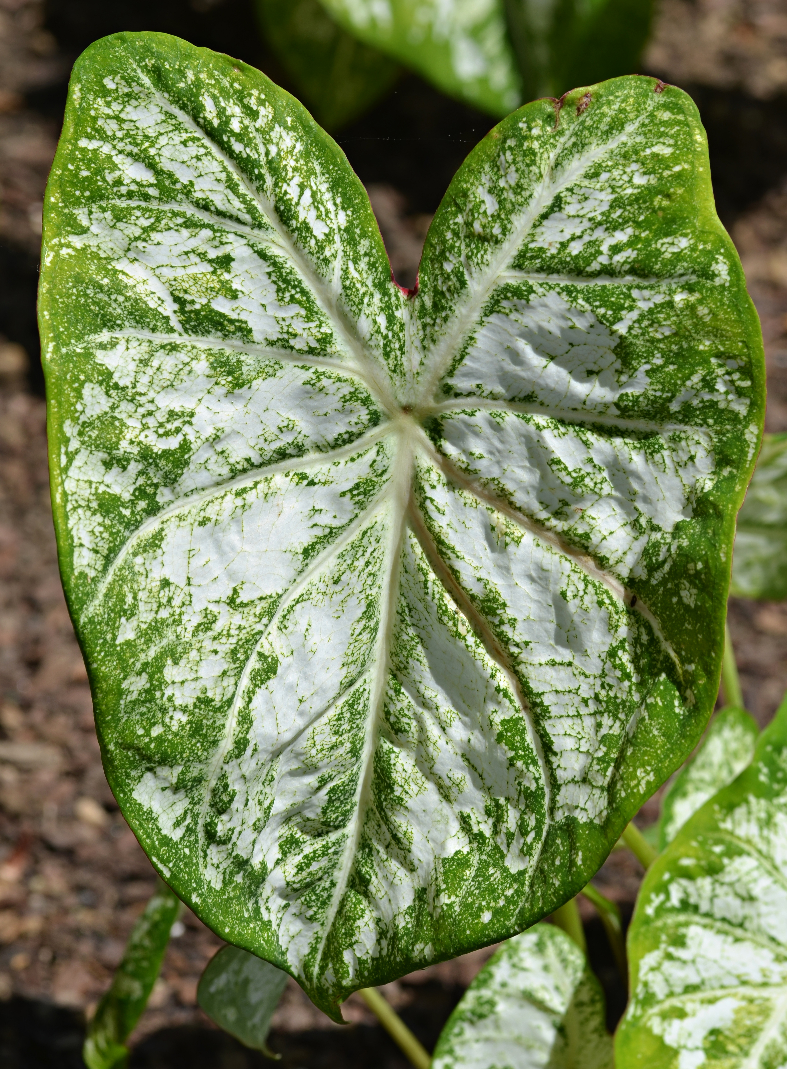 Caladium 'White Cap' Leaf