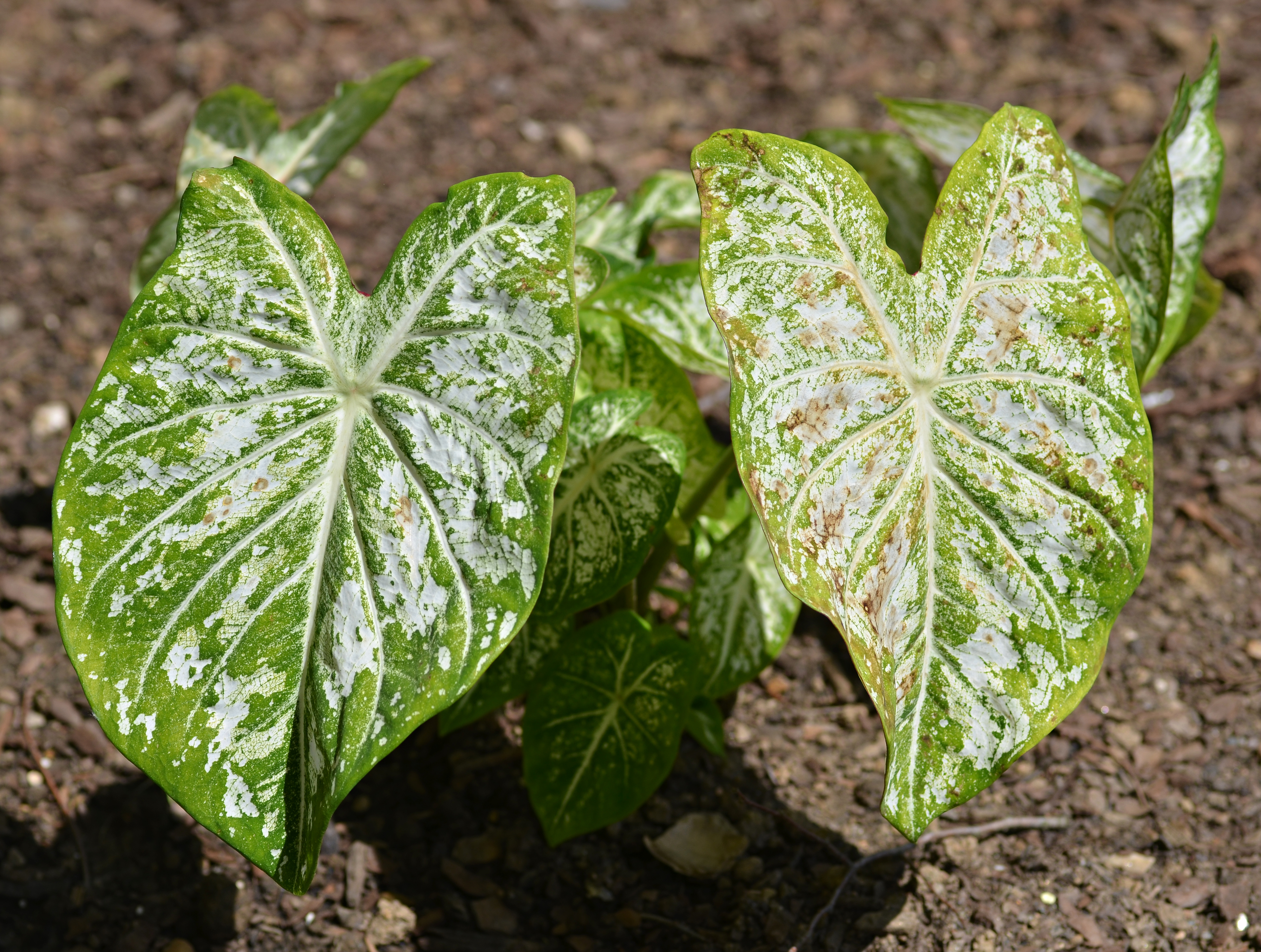 Caladium 'White Cap' Leaves