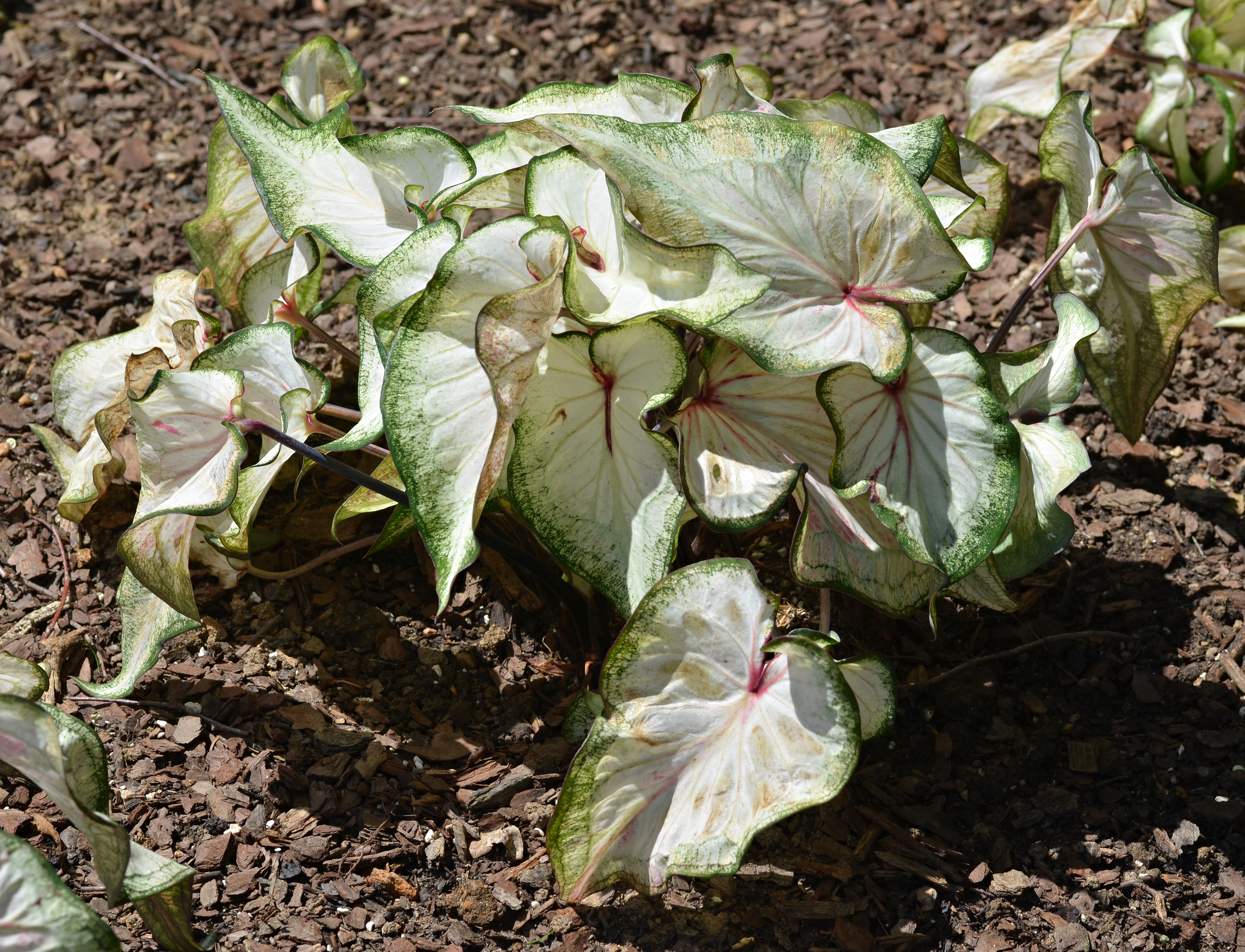 Caladium 'White Wonder' Leaves
