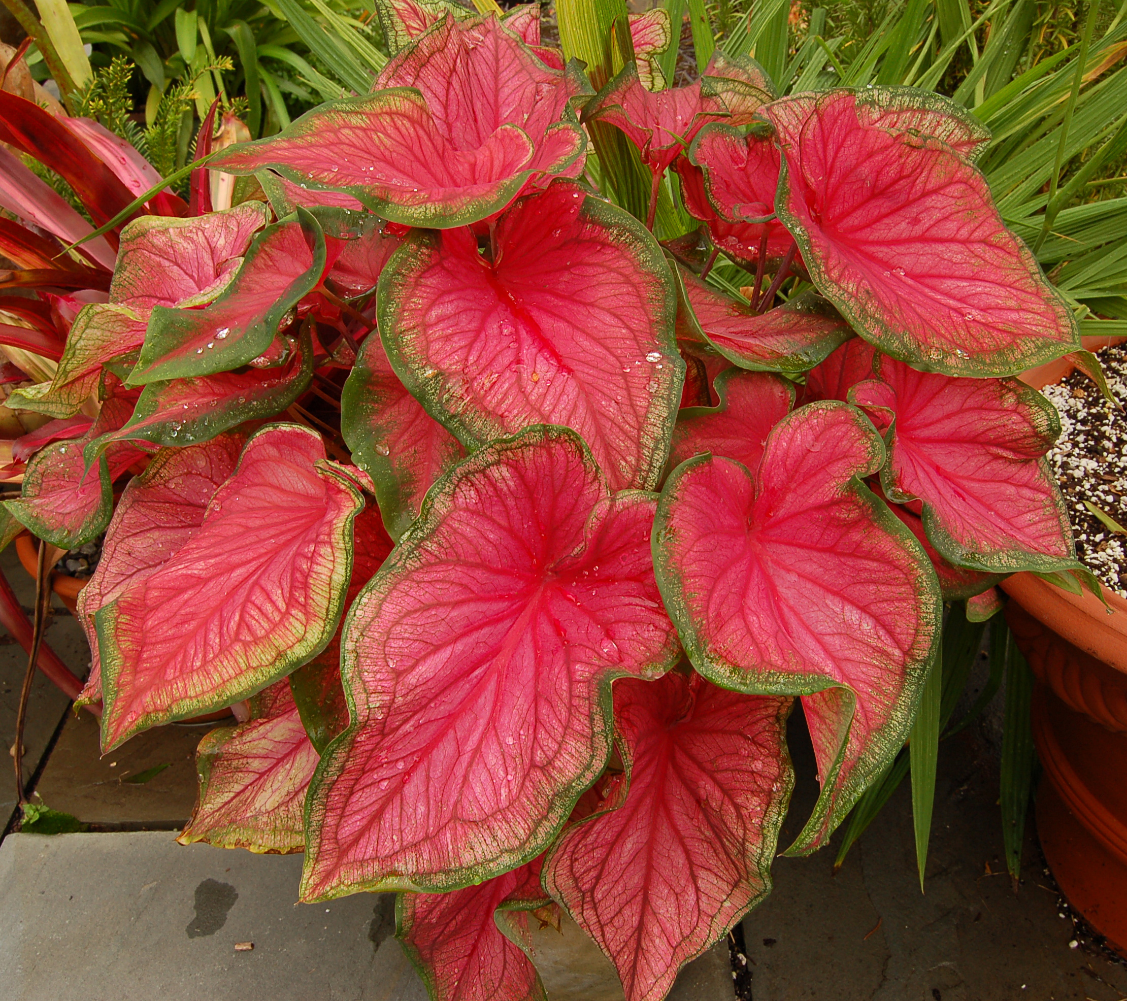 Caladium bicolor 'Florida Sweetheart' Plant 2220px