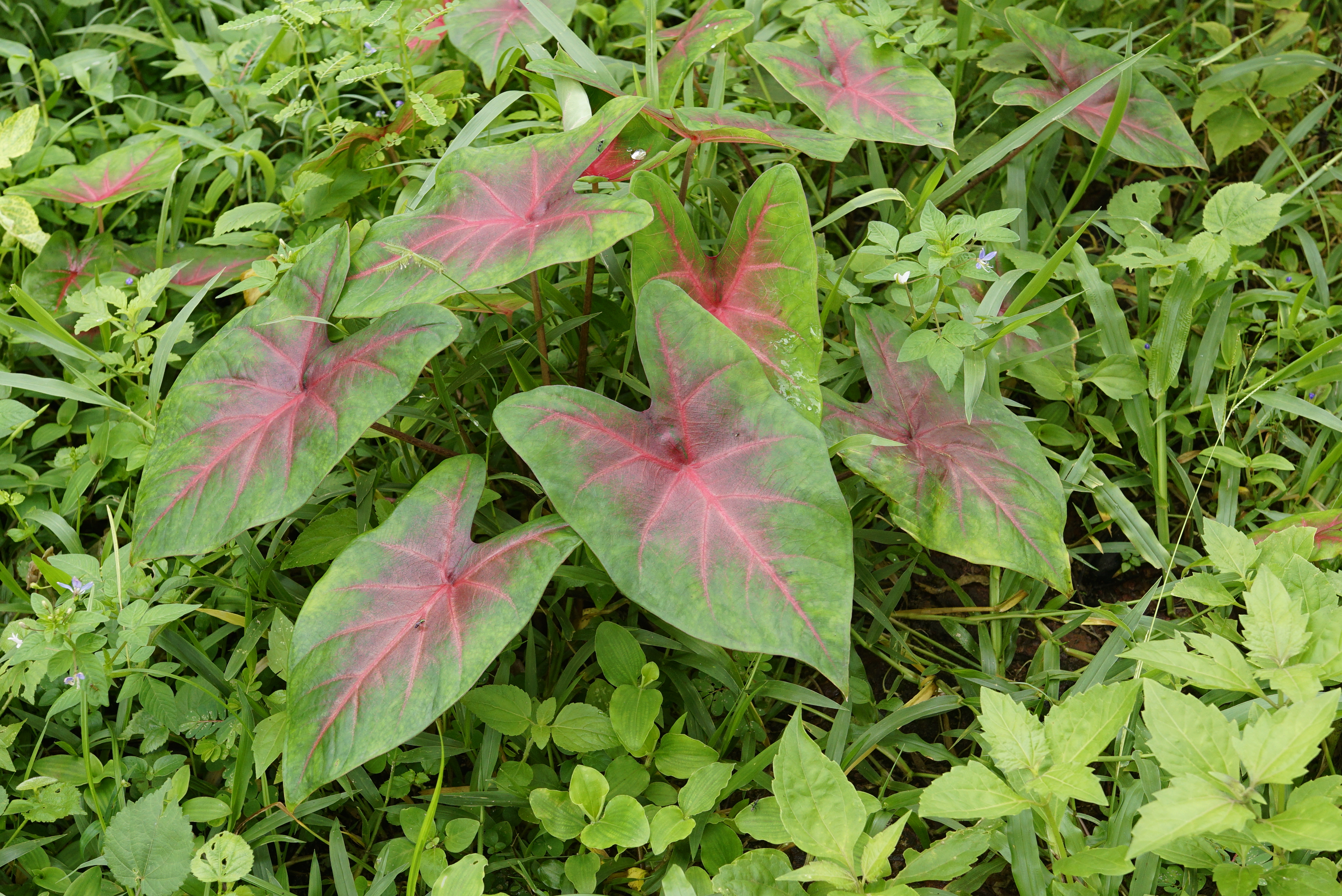 Caladium sp 5845