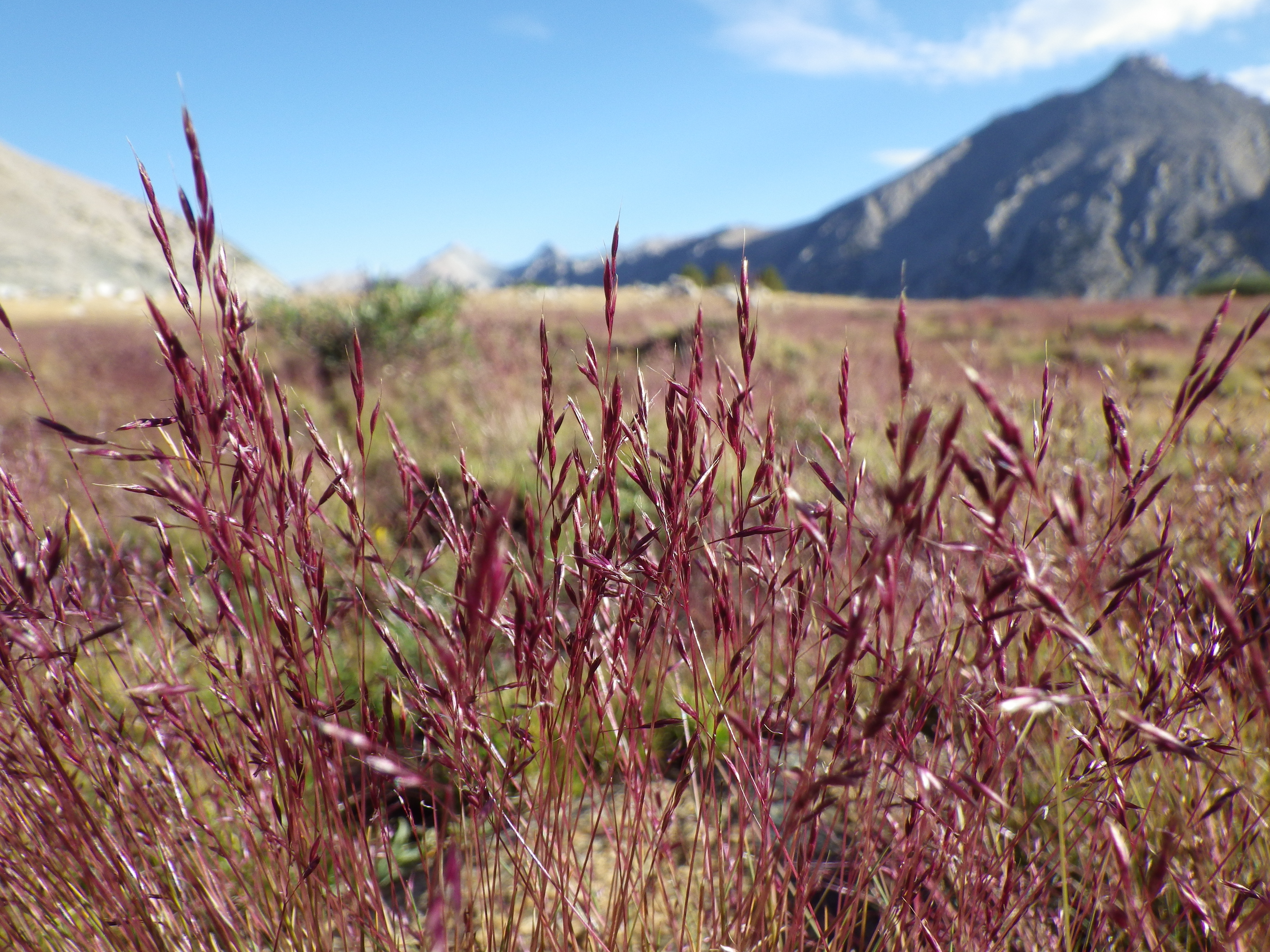 Calamagrostis breweri (7842467906)