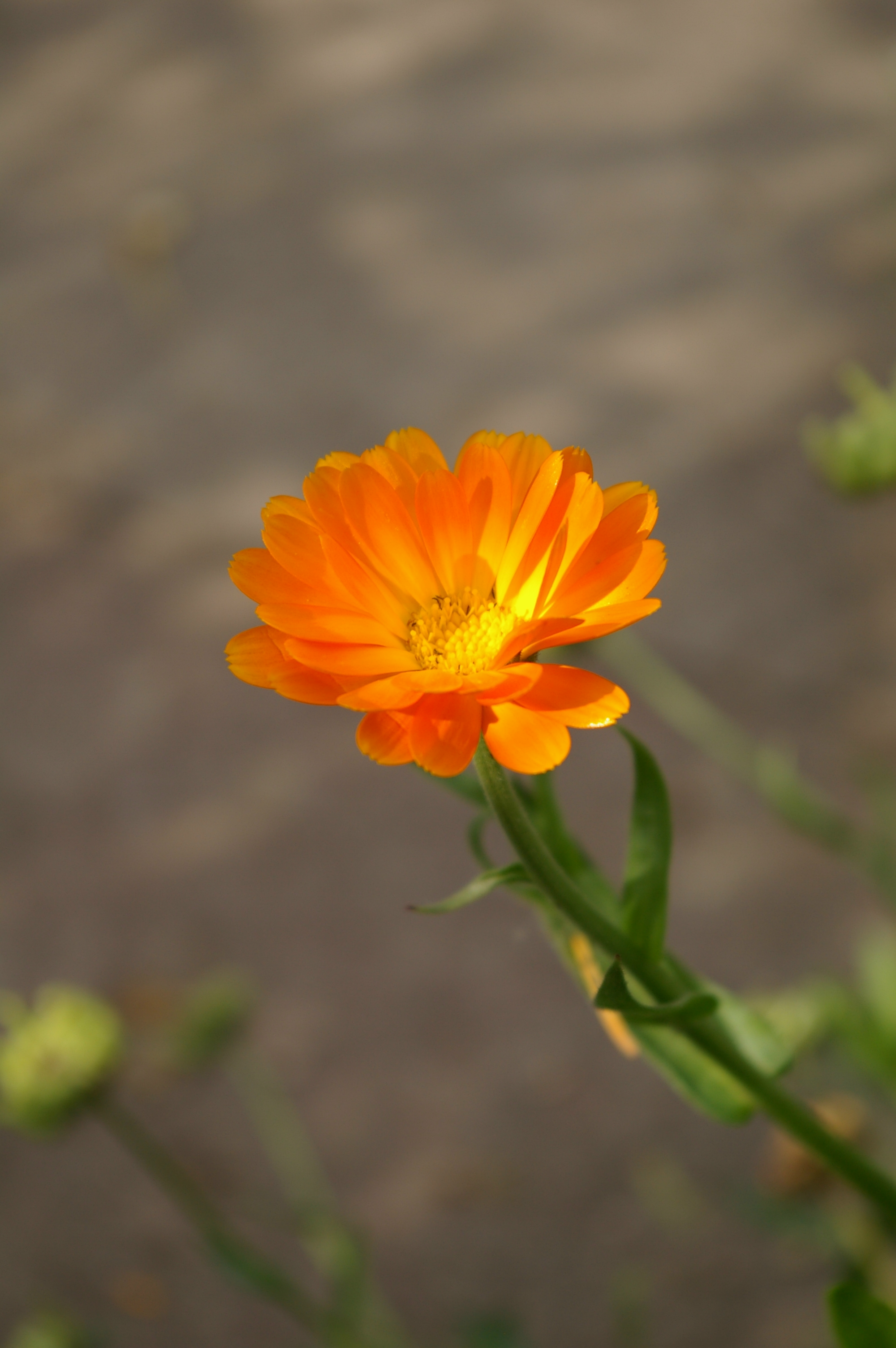 Calendula BKDM01
