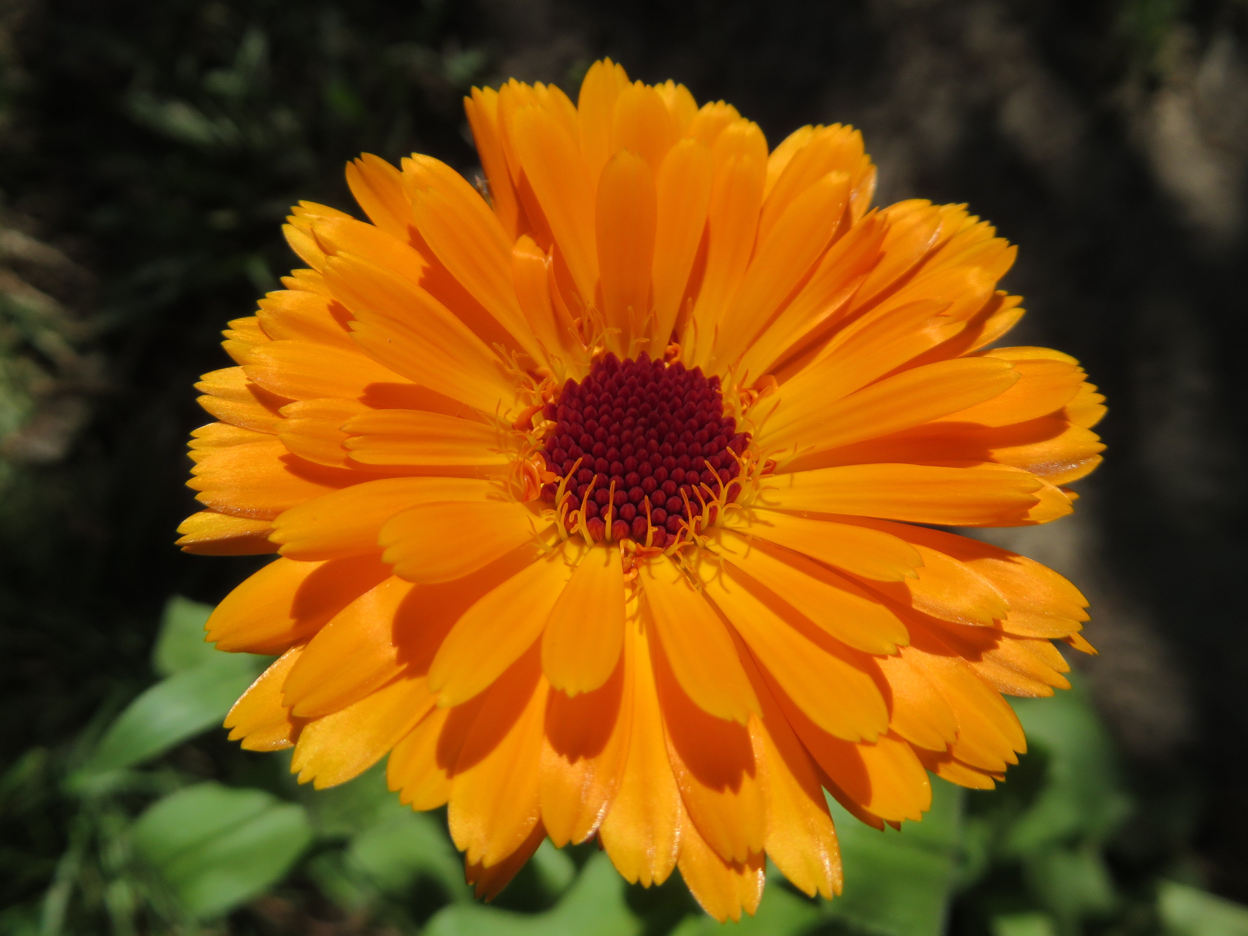 Calendula Blüte