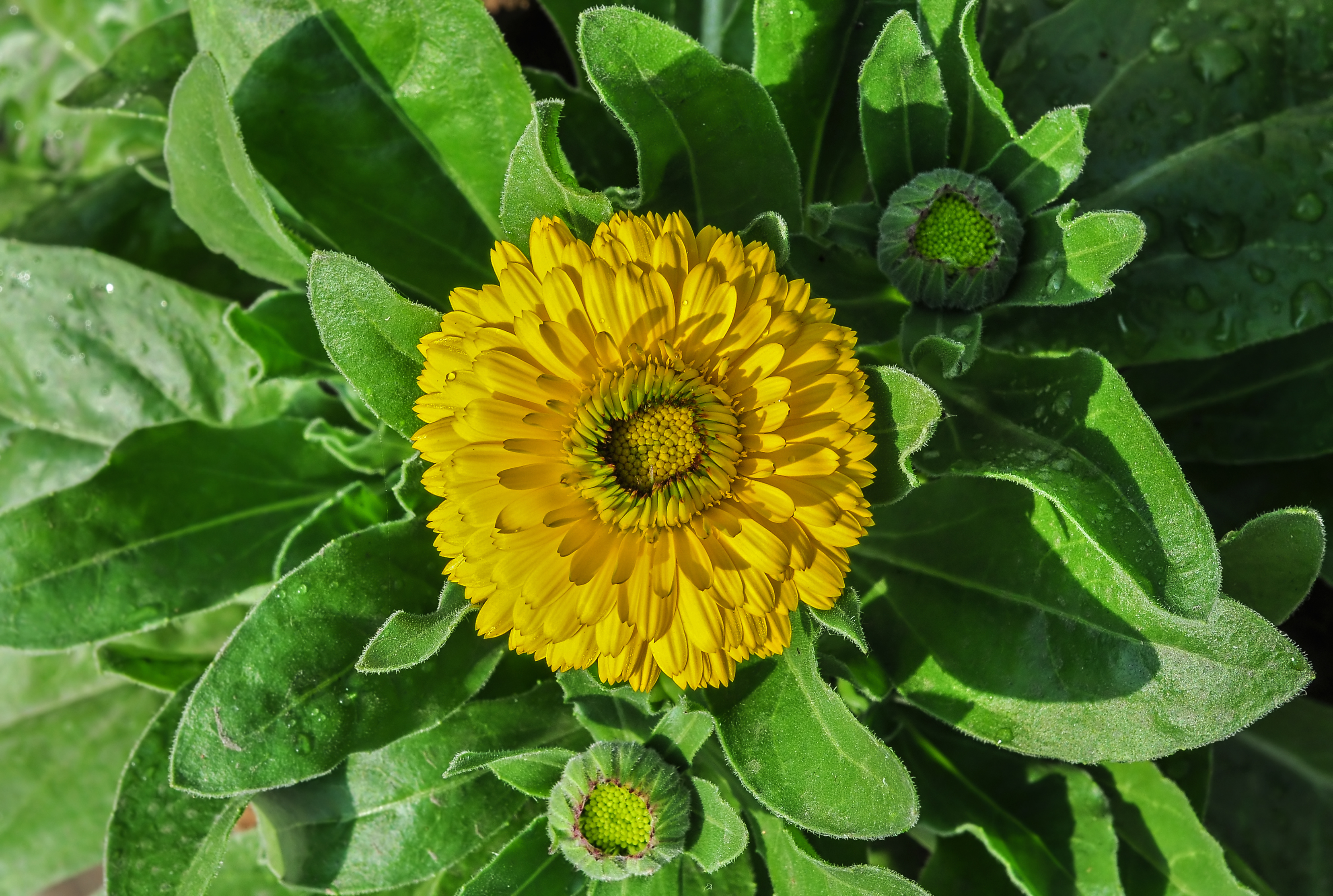 Calendula officinalis 27122014 (1)