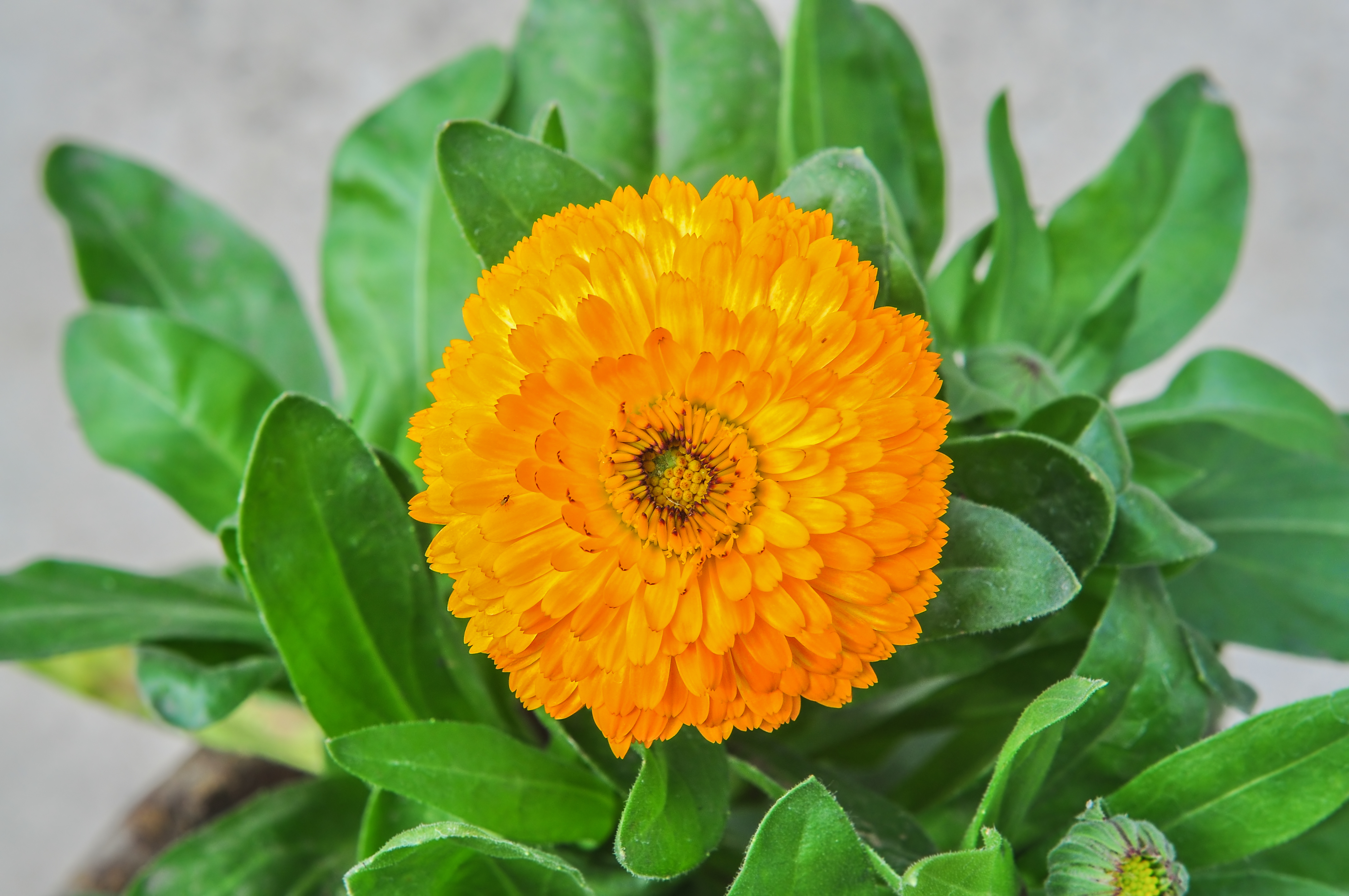 Calendula officinalis 31122014 (1)
