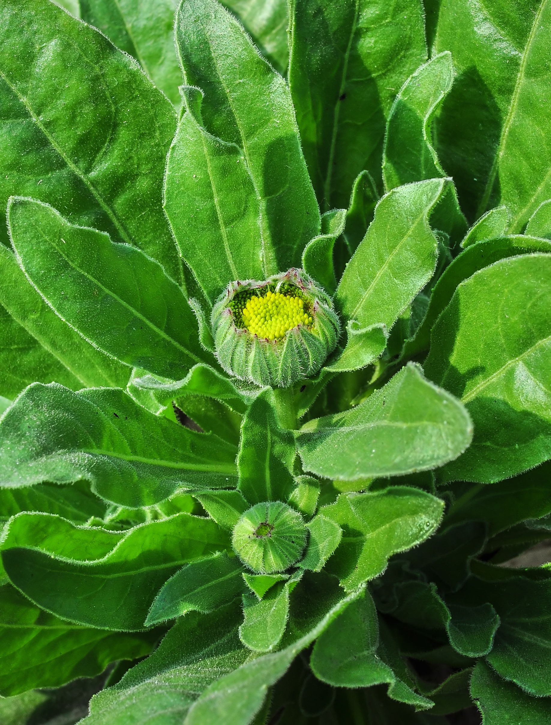 Calendula officinalis flowerbud 22122014 (3)