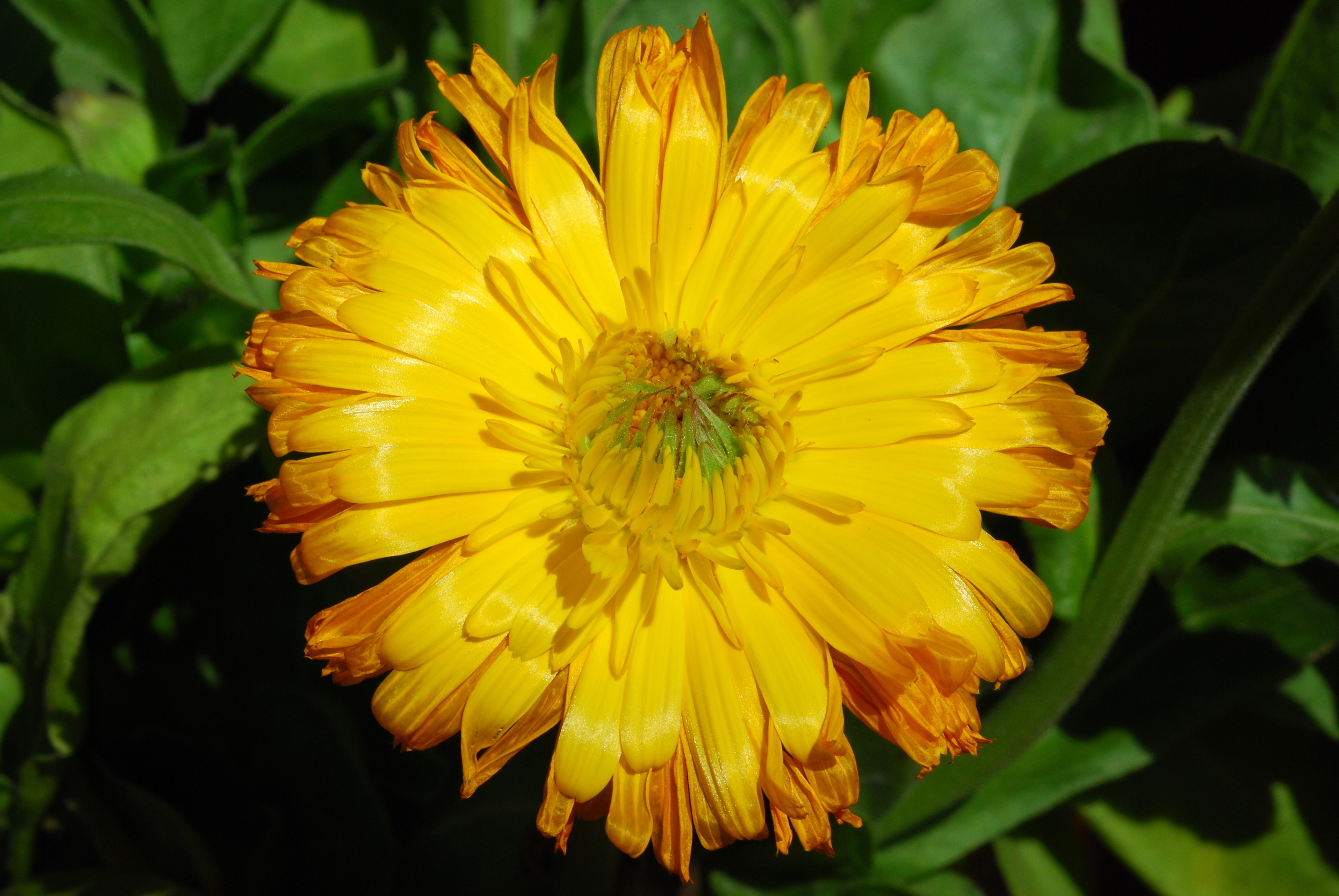Calendula officinalis L