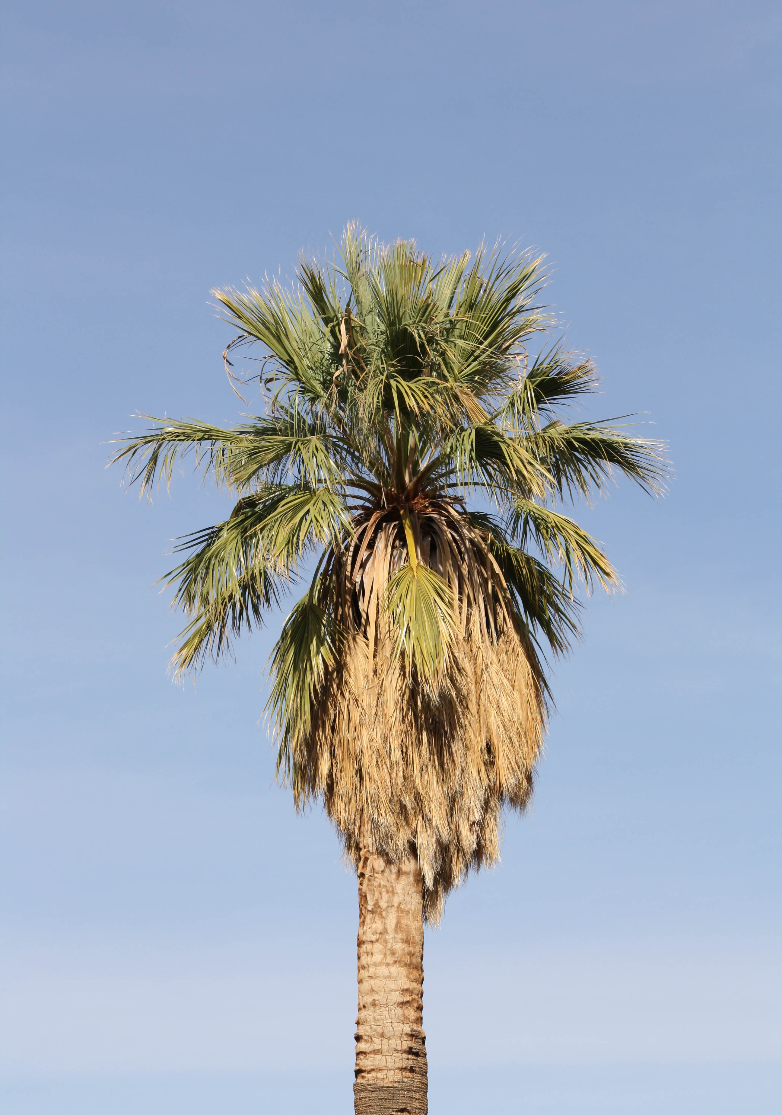 California fan palm 02