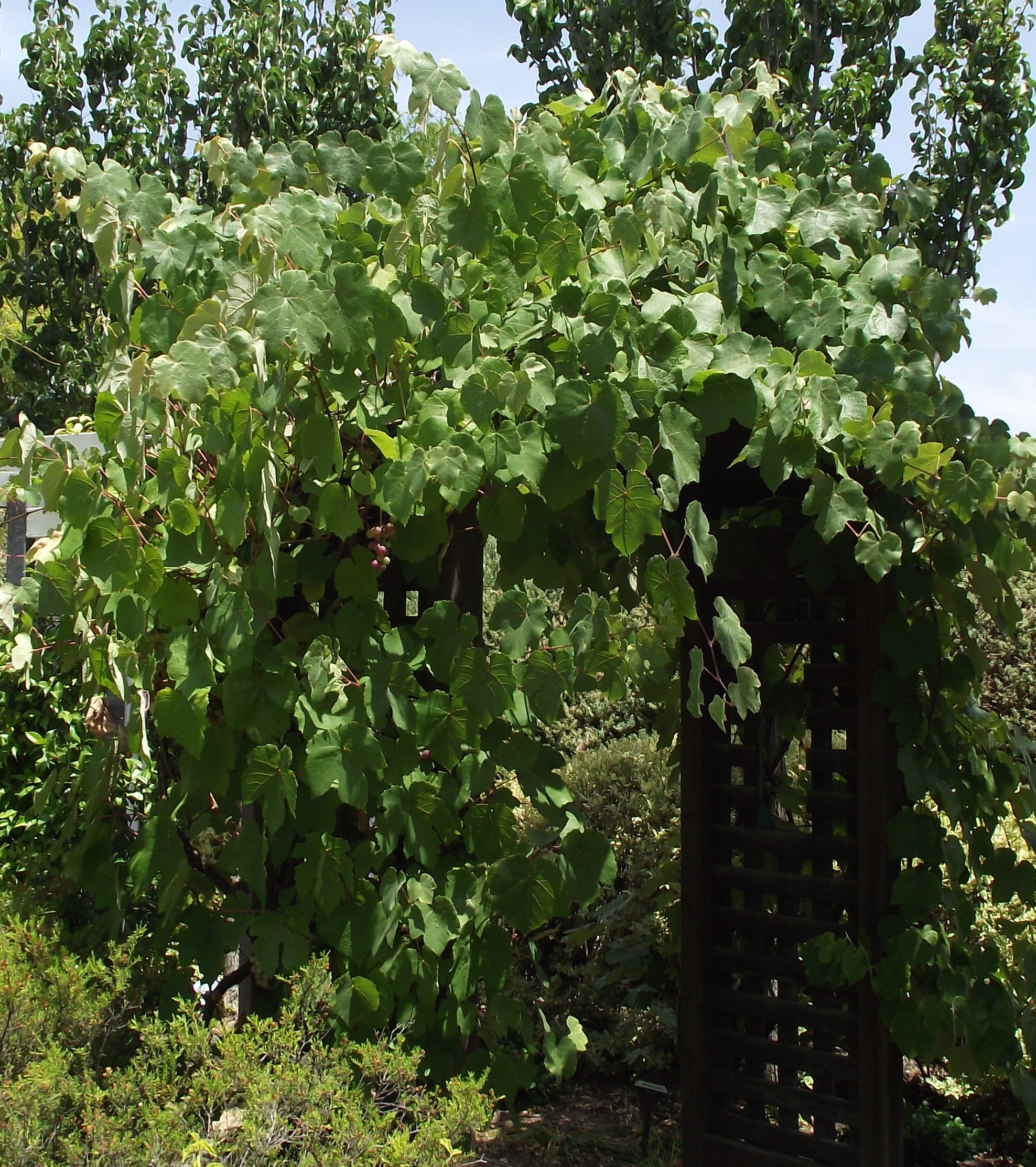 Californiaconcordgrape